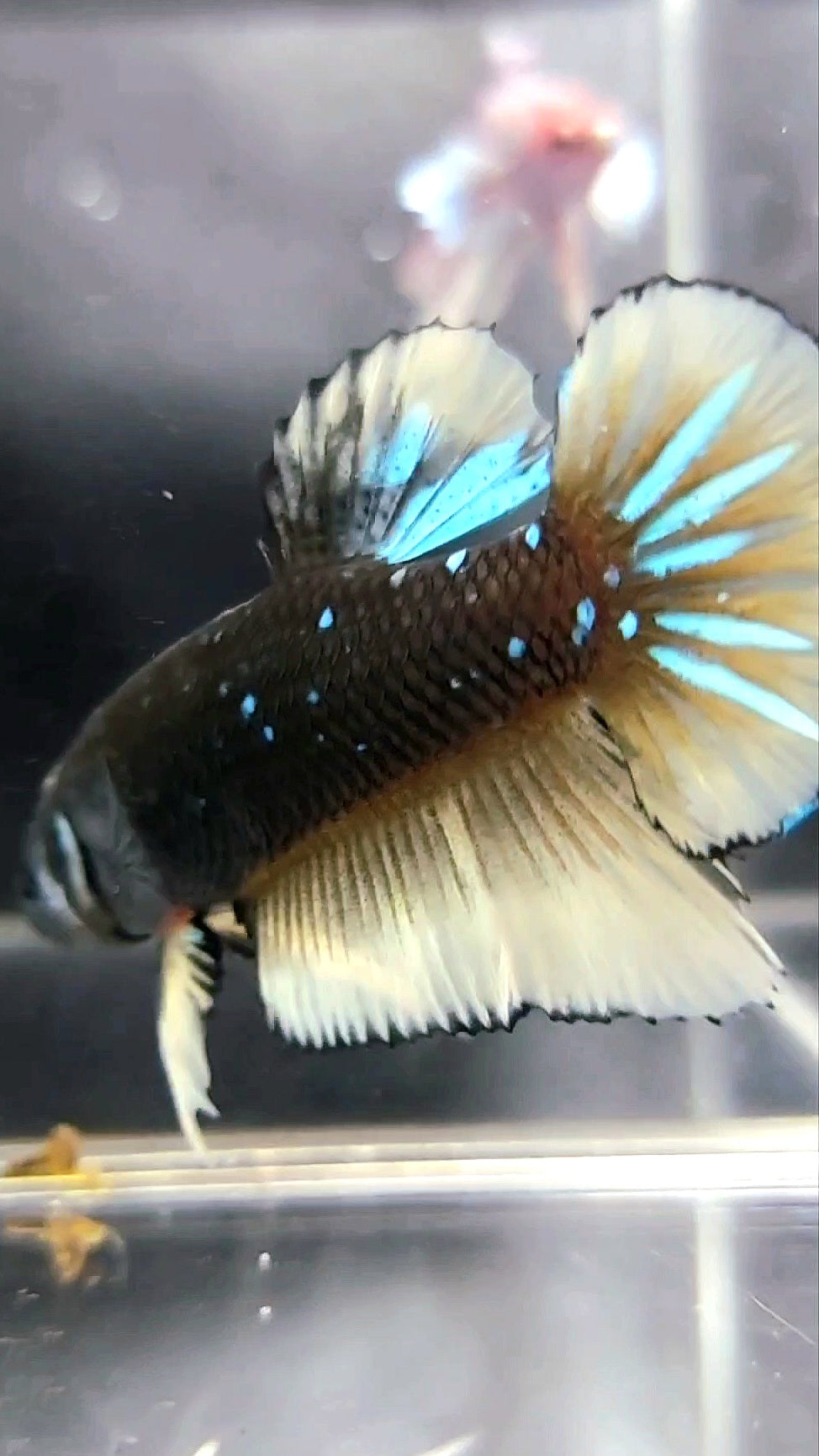 FEMALE GIANT HMPK BLACK GALAXY AVATAR BLUE YELLOW BETTA FISH