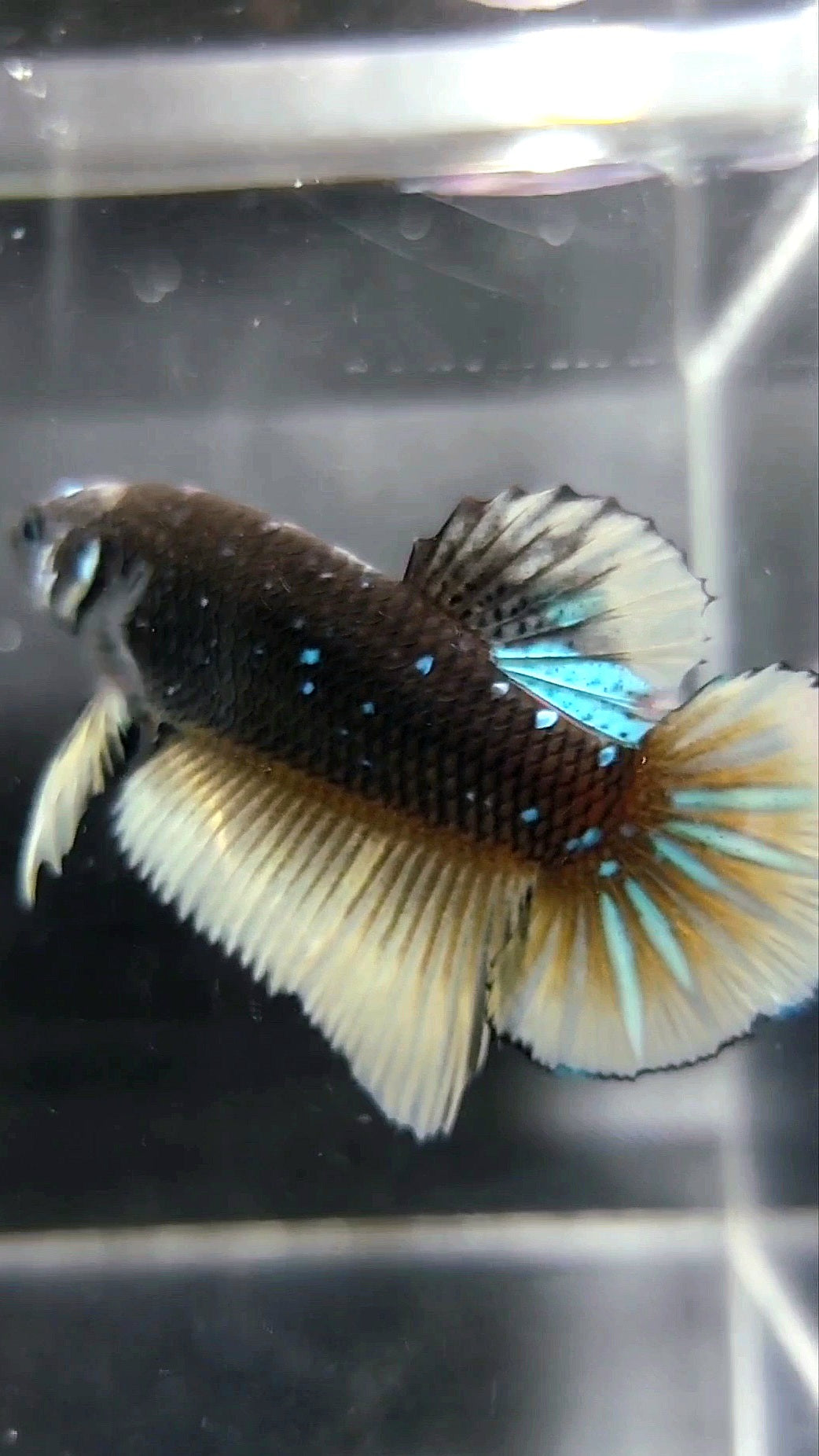 FEMALE GIANT HMPK BLACK GALAXY AVATAR BLUE YELLOW BETTA FISH