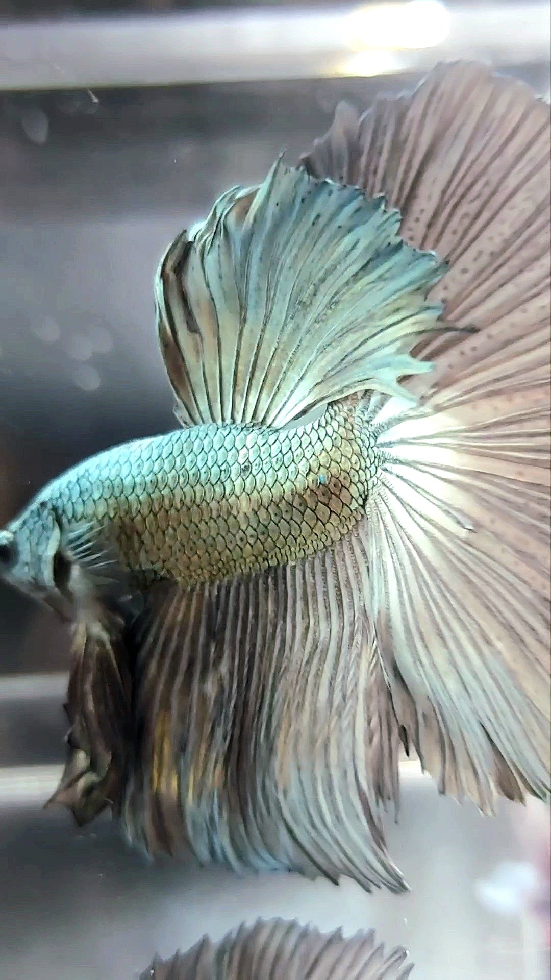 XL HALFMOON ROSETAIL COPPER LIGHT SOLID BETTA FISH