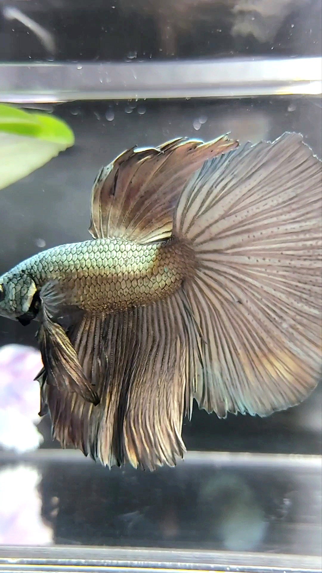 XL HALFMOON ROSETAIL KUPFER HELL SOLIDE BETTA FISCH