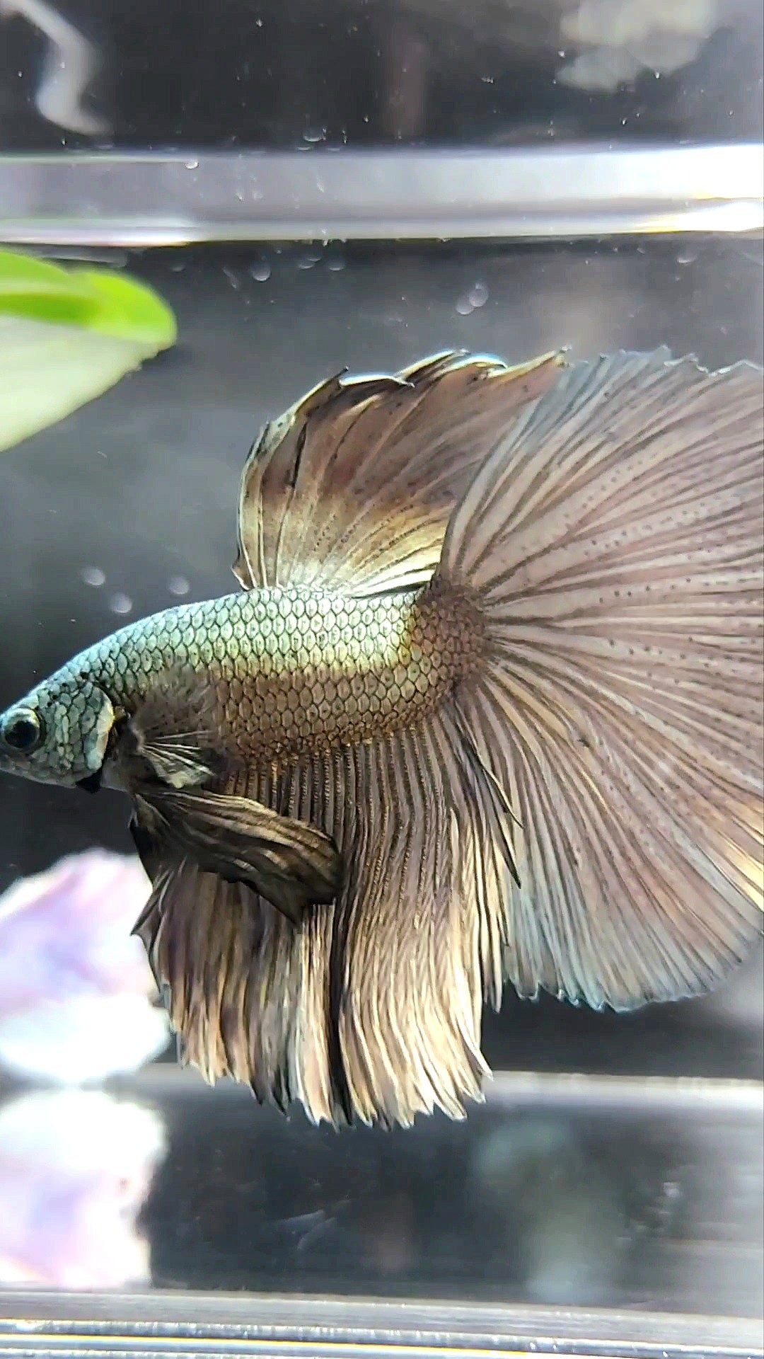 XL HALFMOON ROSETAIL COPPER LIGHT SOLID BETTA FISH