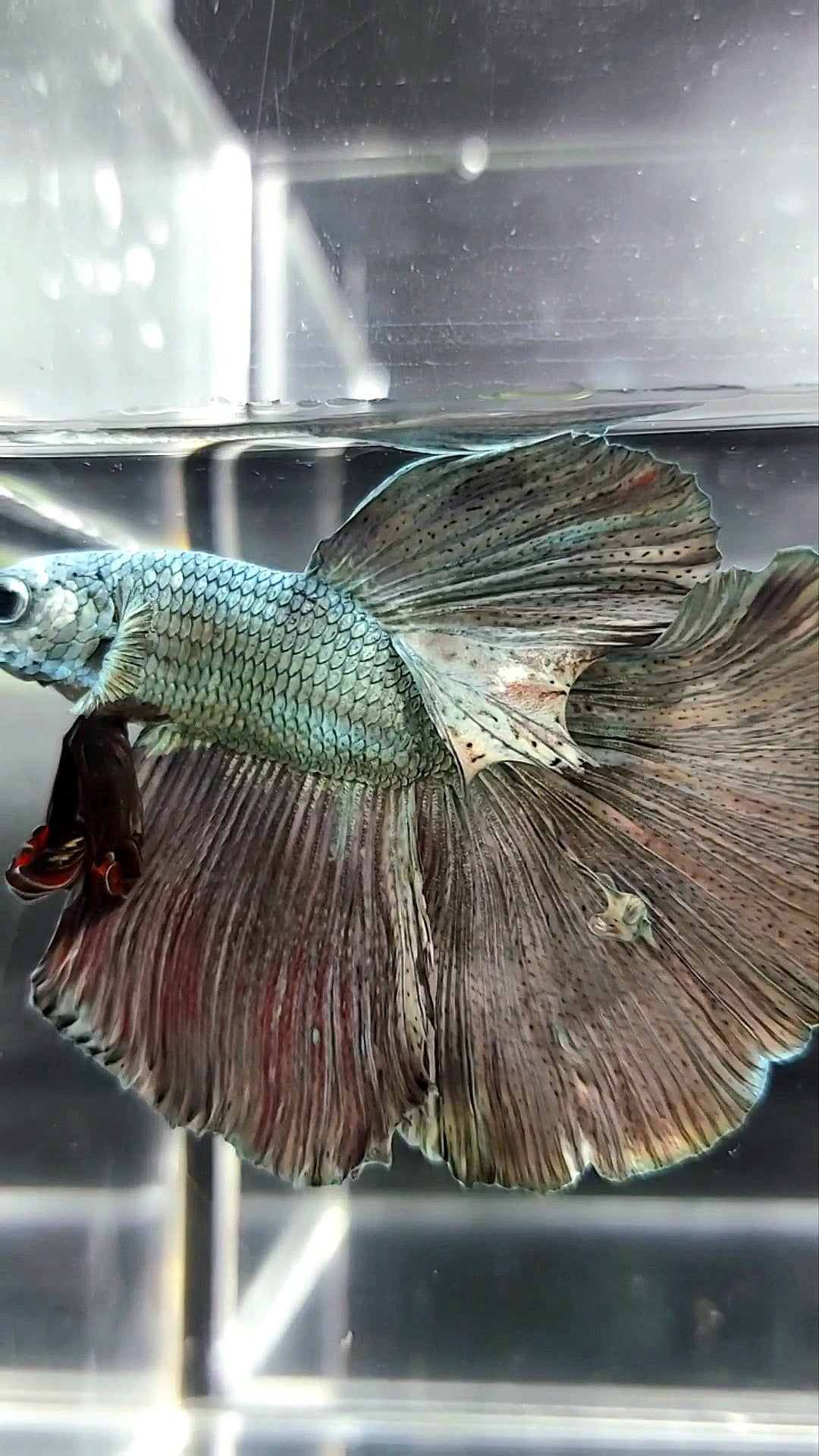 XL HALFMOON FULL COPPER BETTA FISH