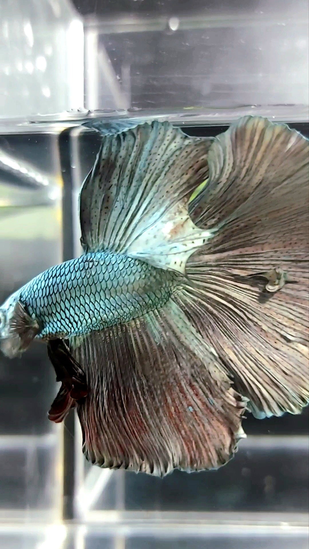 XL HALFMOON FULL COPPER BETTA FISH