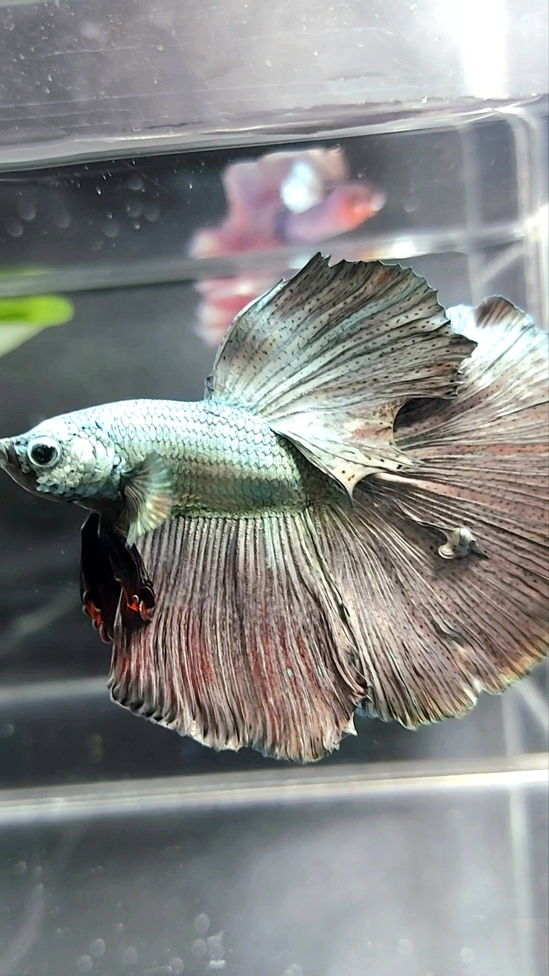 XL HALFMOON FULL COPPER BETTA FISH