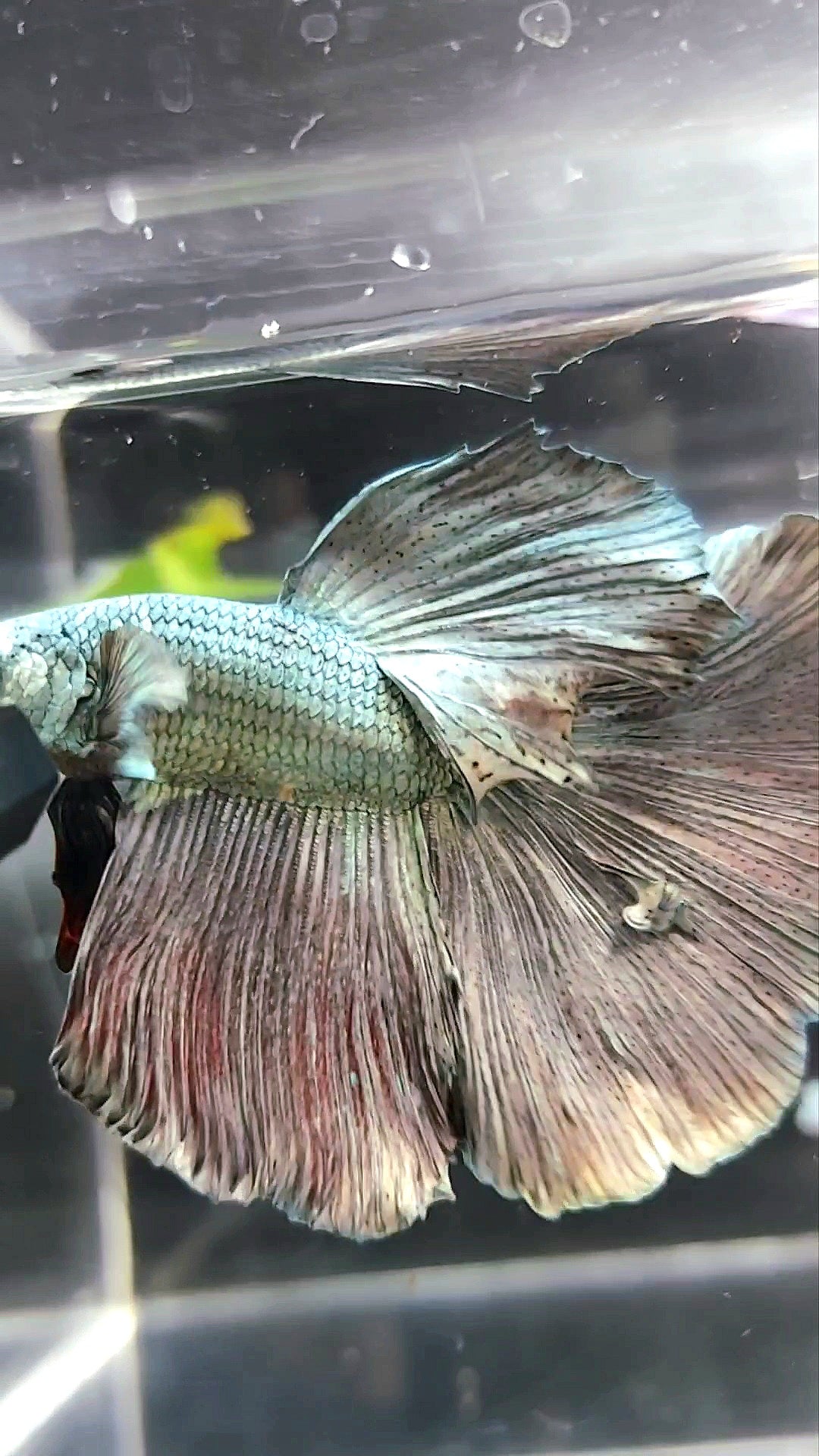 XL HALFMOON FULL COPPER BETTA FISH