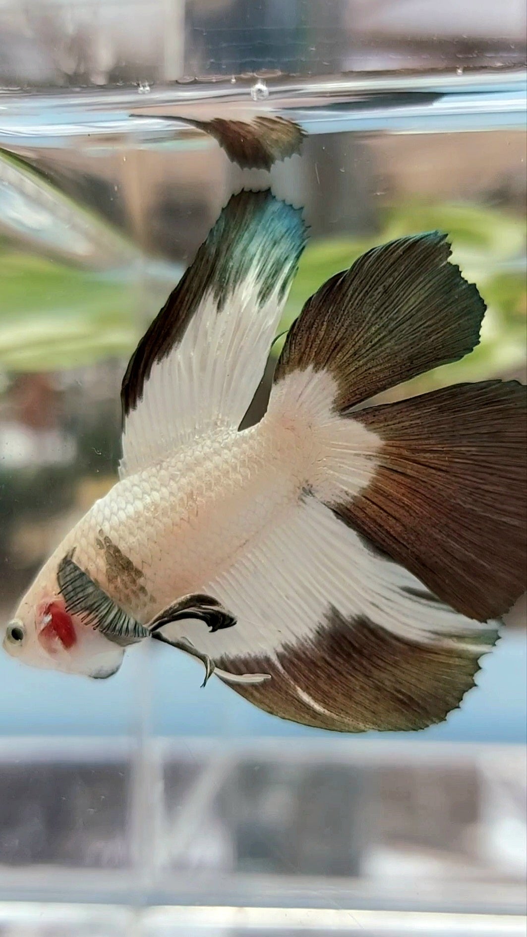 HALFMOON DOUBLE TAIL COPPER RIM BETTA FISH