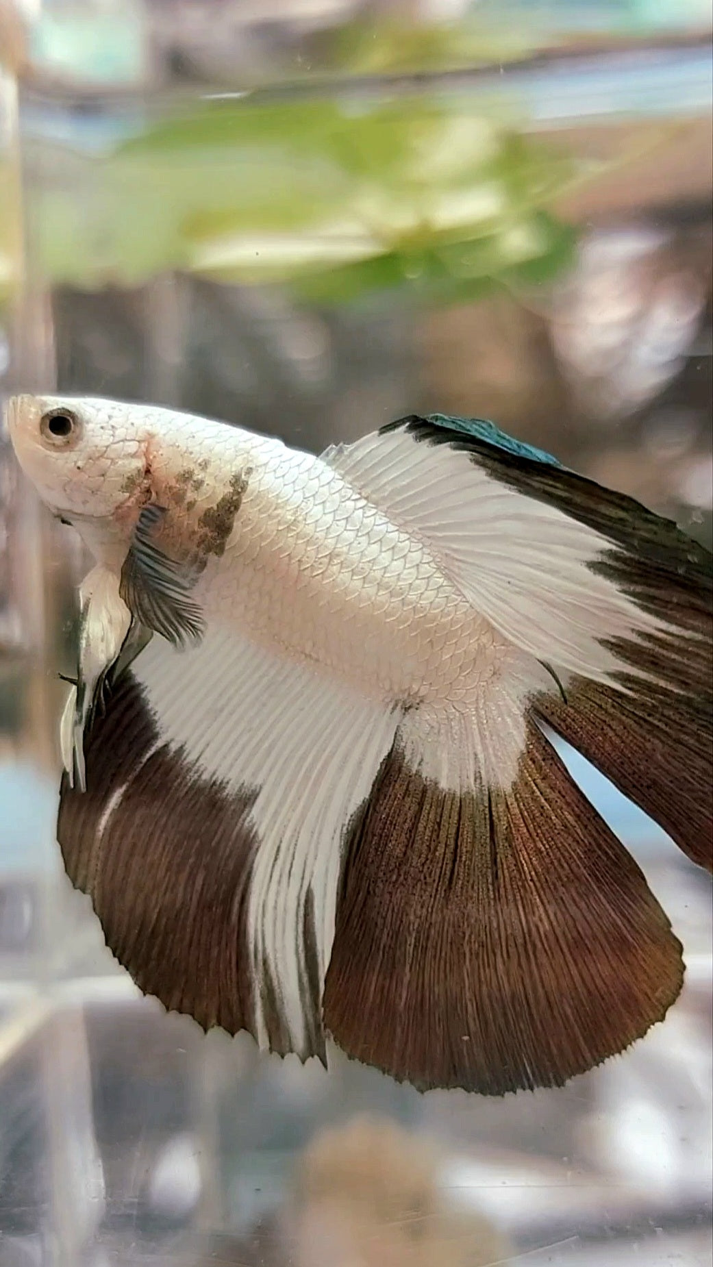 HALFMOON DOUBLE TAIL COPPER RIM BETTA FISH