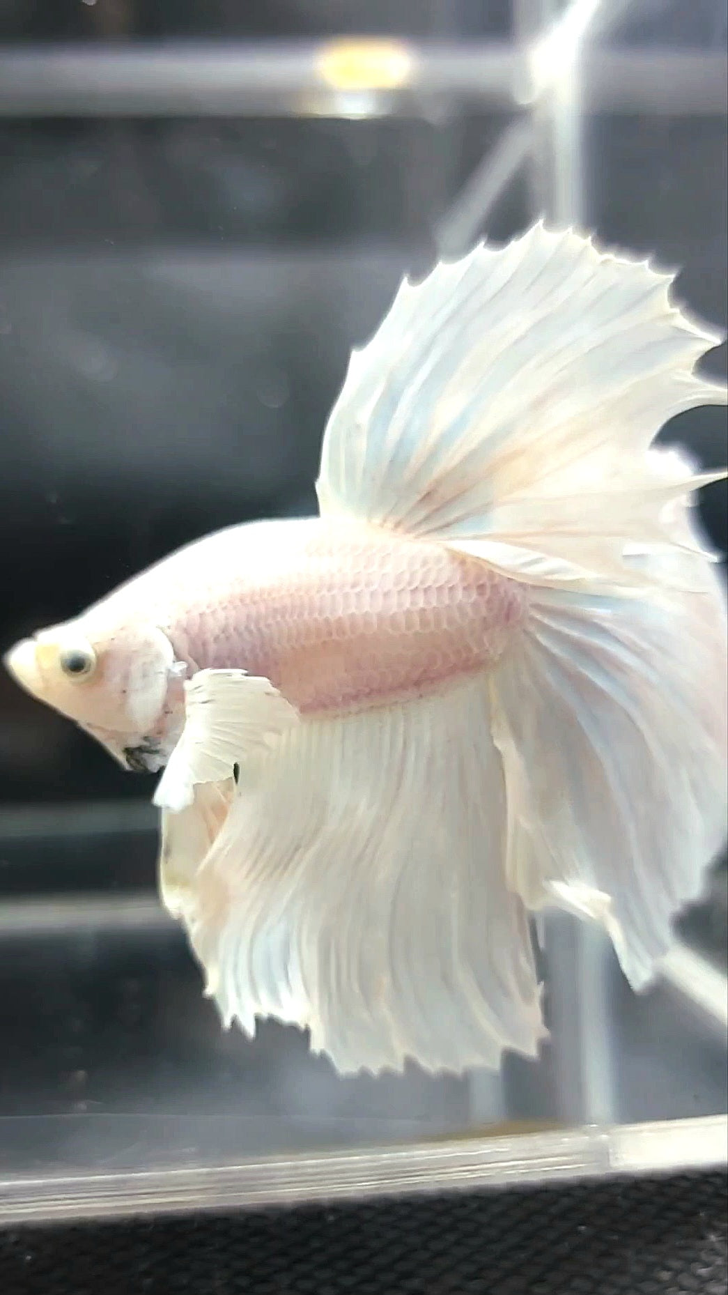 XL HALFMOON OVERTAIL WEISSER PLATIN-BETTA-FISCH