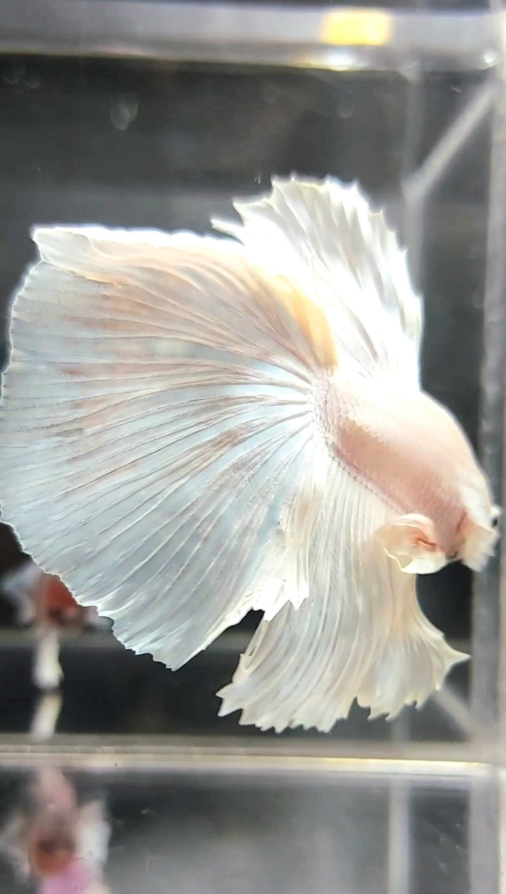 XL HALFMOON OVERTAIL WHITE PLATINUM BETTA FISH