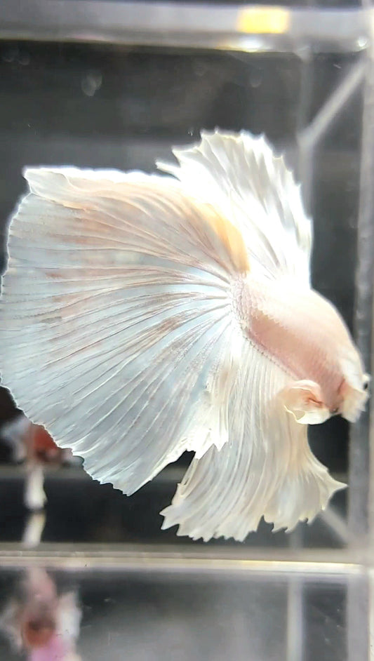 XL HALFMOON OVERTAIL WEISSER PLATIN-BETTA-FISCH