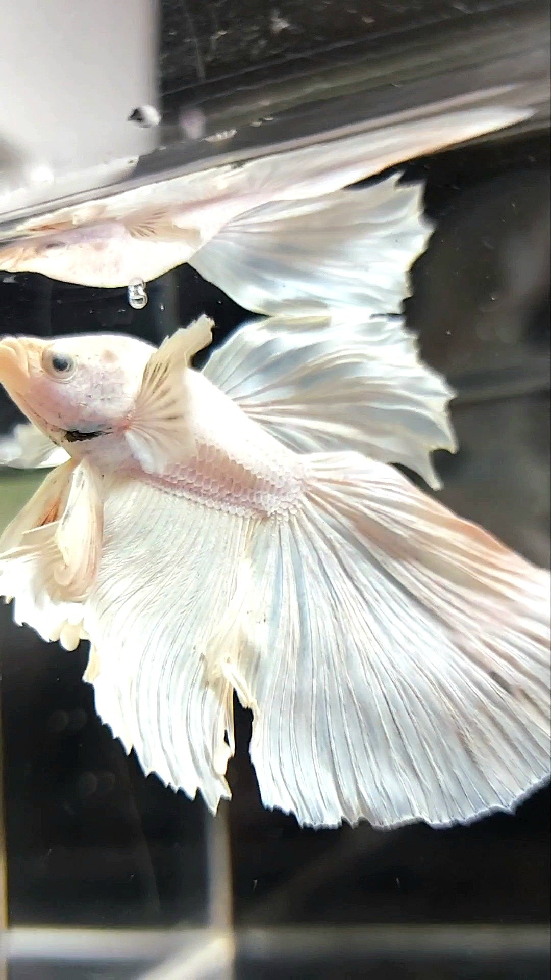 XL HALFMOON OVERTAIL WHITE PLATINUM BETTA FISH