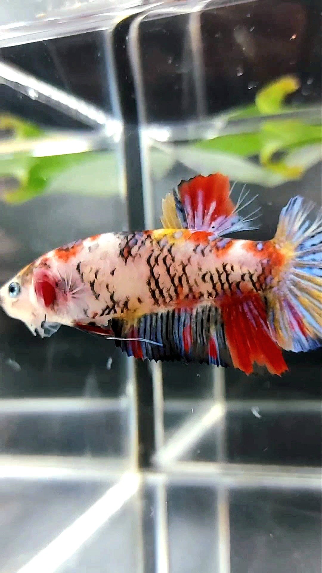 WEIBLICHER RIESEN-HMPK-KOI-GALAXY-MEHRFARBIGER BETTA-FISCH