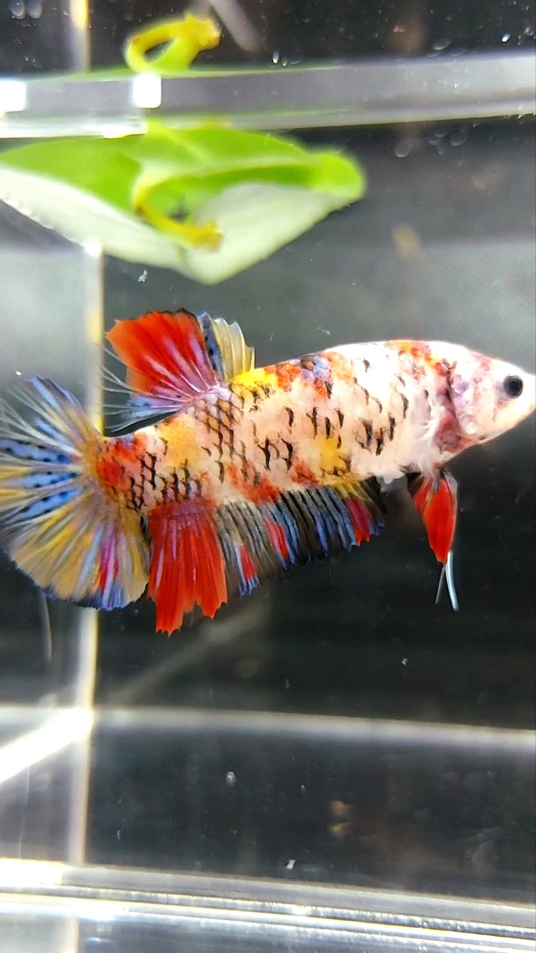 WEIBLICHER RIESEN-HMPK-KOI-GALAXY-MEHRFARBIGER BETTA-FISCH