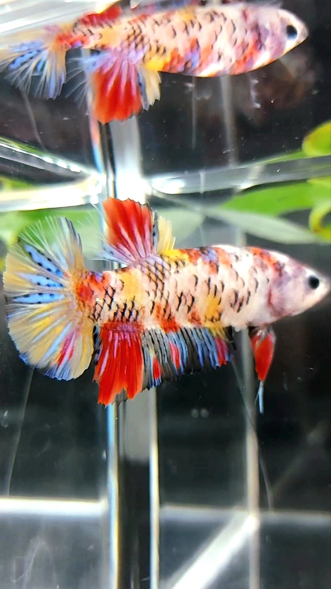 WEIBLICHER RIESEN-HMPK-KOI-GALAXY-MEHRFARBIGER BETTA-FISCH