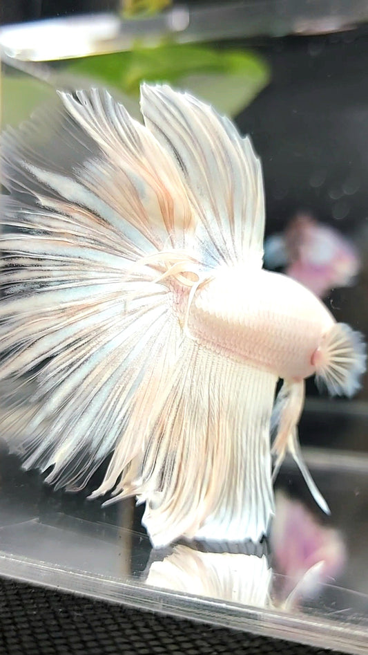 XL HALFMOON OVERTAIL WHITE PLATINUM BETTA FISH