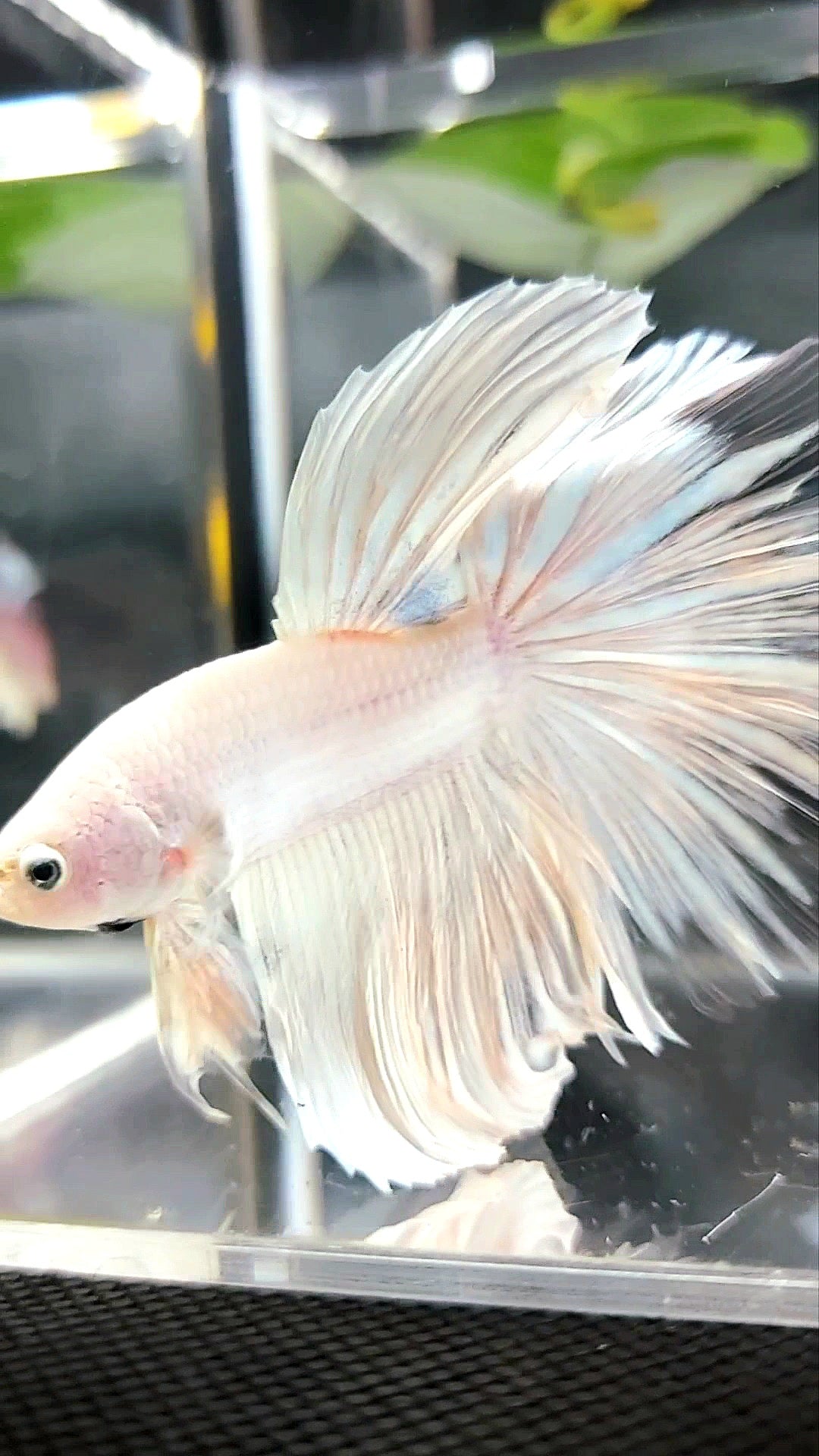 XL HALFMOON OVERTAIL WHITE PLATINUM BETTA FISH