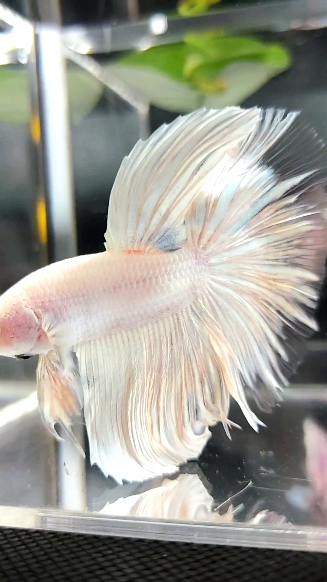 XL HALFMOON OVERTAIL WHITE PLATINUM BETTA FISH