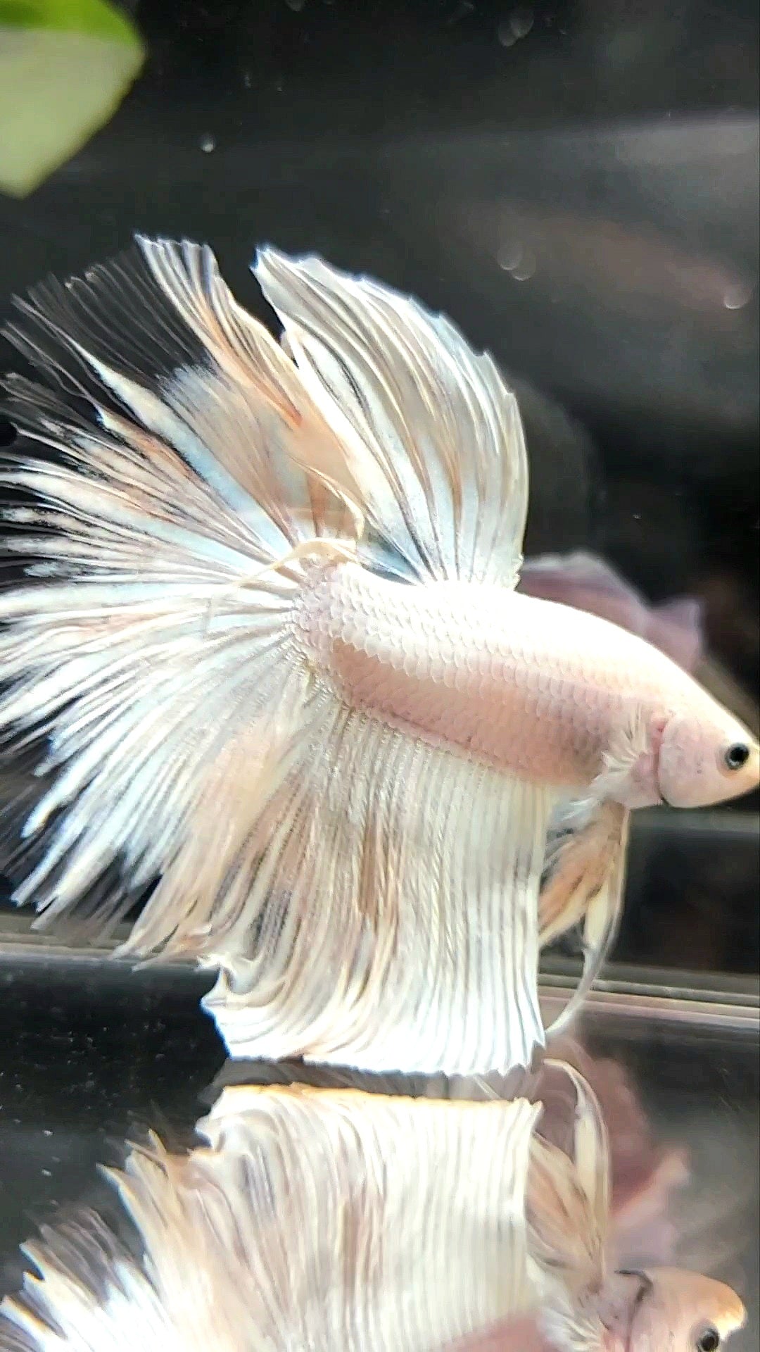 XL HALFMOON OVERTAIL WHITE PLATINUM BETTA FISH