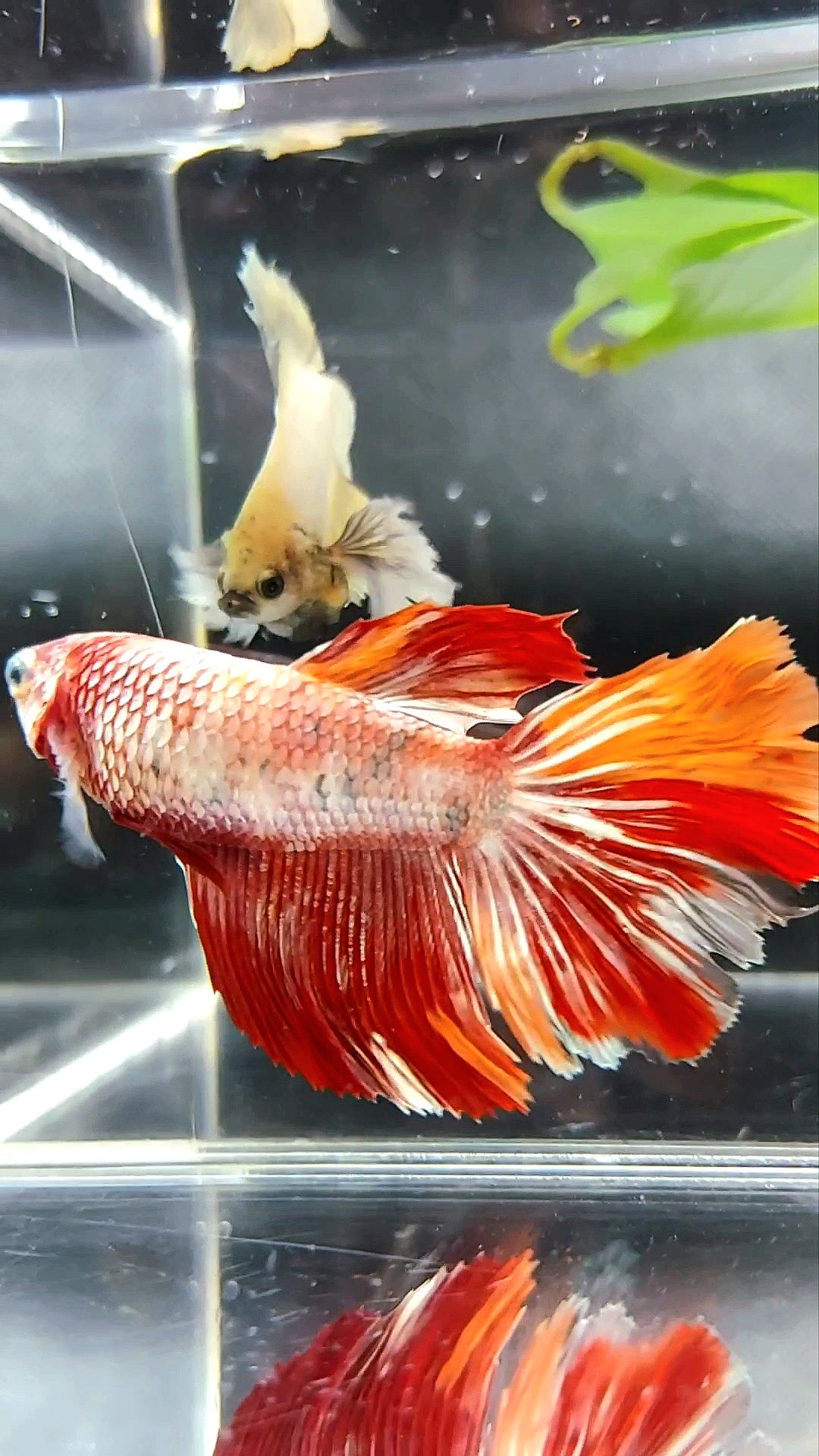 FEMALE GIANT HALFMOON ROSETAIL NEMO COPPER LEOPARD BETTA FISH