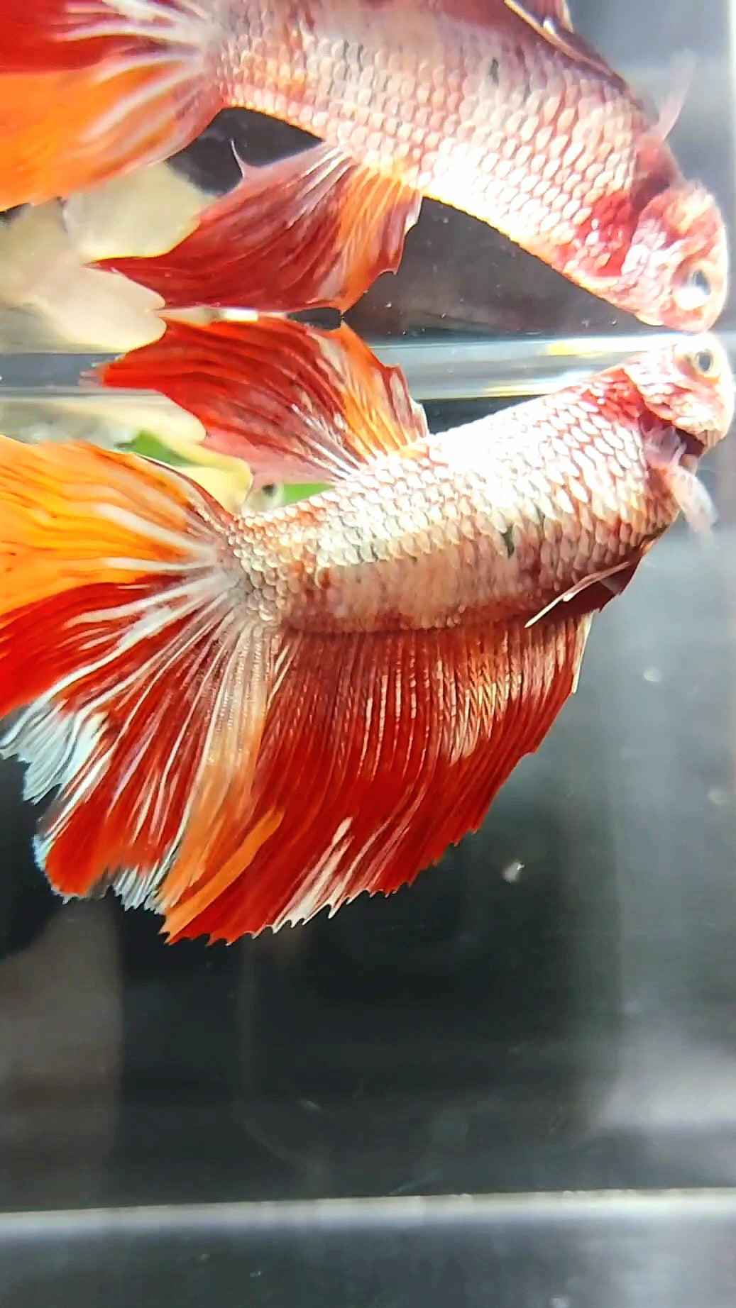 WEIBLICHER RIESEN-HALFMOND-ROSENSCHWANZ-NEMO-KUPFER-LEOPARD-BETTA-FISCH