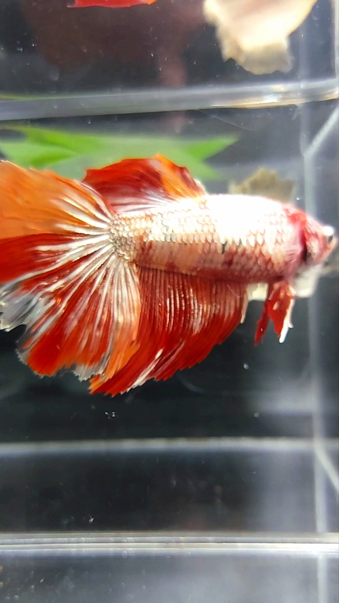 WEIBLICHER RIESEN-HALFMOND-ROSENSCHWANZ-NEMO-KUPFER-LEOPARD-BETTA-FISCH