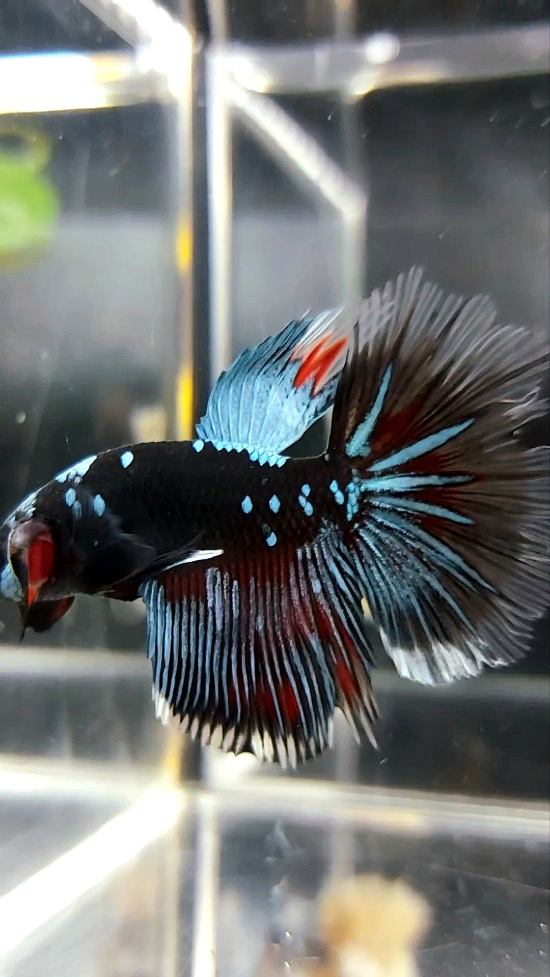 HALFMOON BLACK GALAXY BLUE AVATAR BETTA FISH