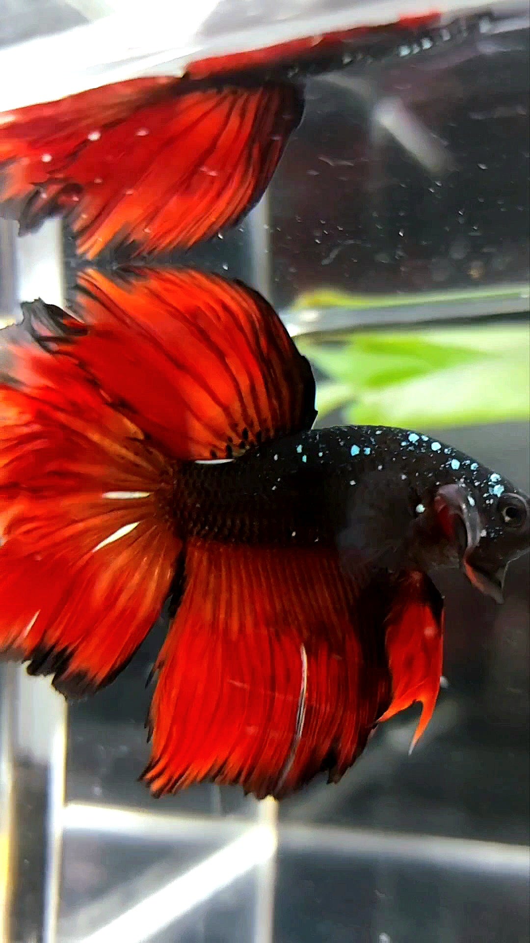 HALFMOON ROSETAIL BLACK STAR GALAXY AVATAR COPPER GLITTER RED VAMPIRE PREMIUM BETTA FISH