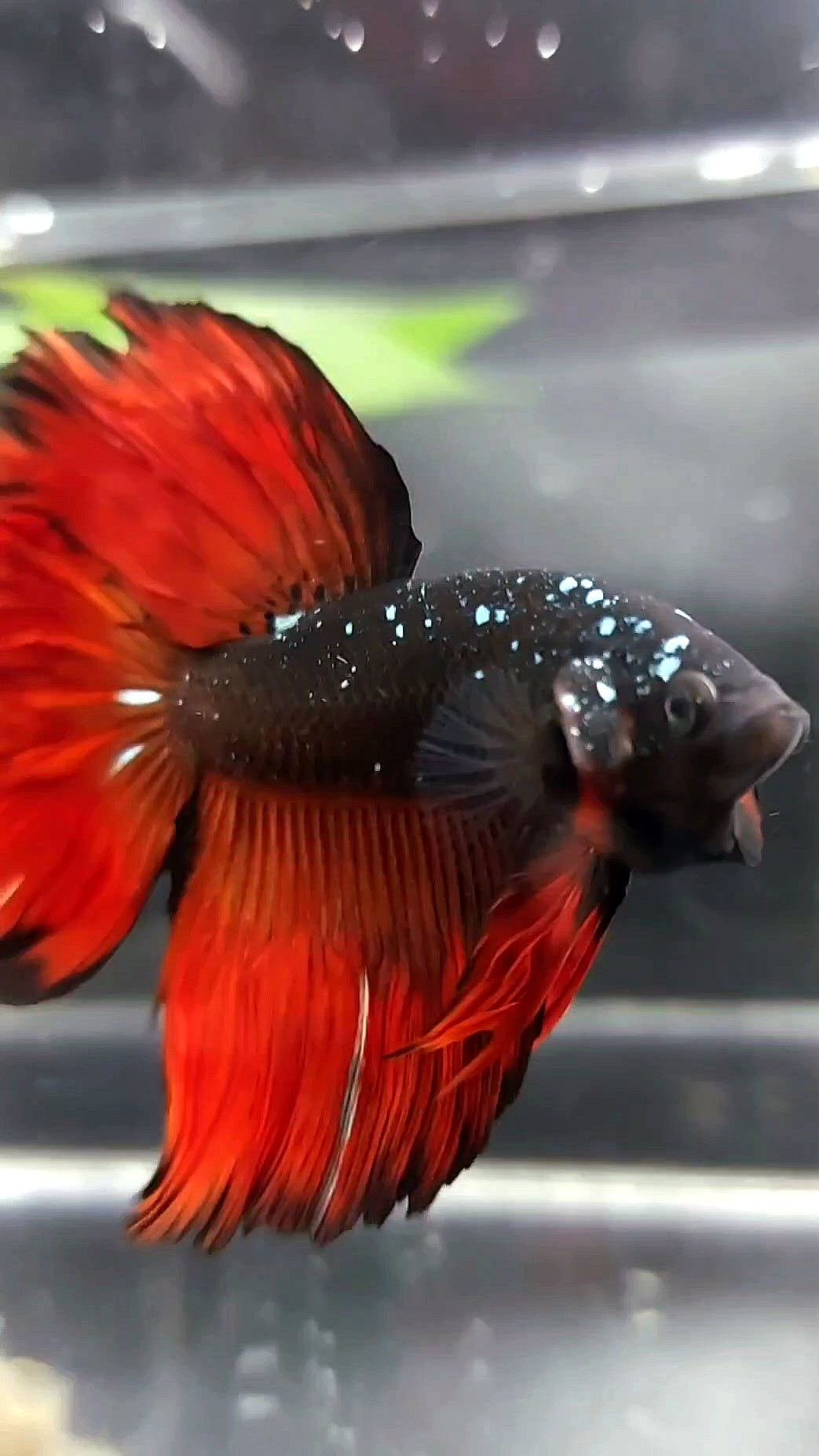 HALFMOON ROSETAIL BLACK STAR GALAXY AVATAR COPPER GLITTER RED VAMPIRE PREMIUM BETTA FISH