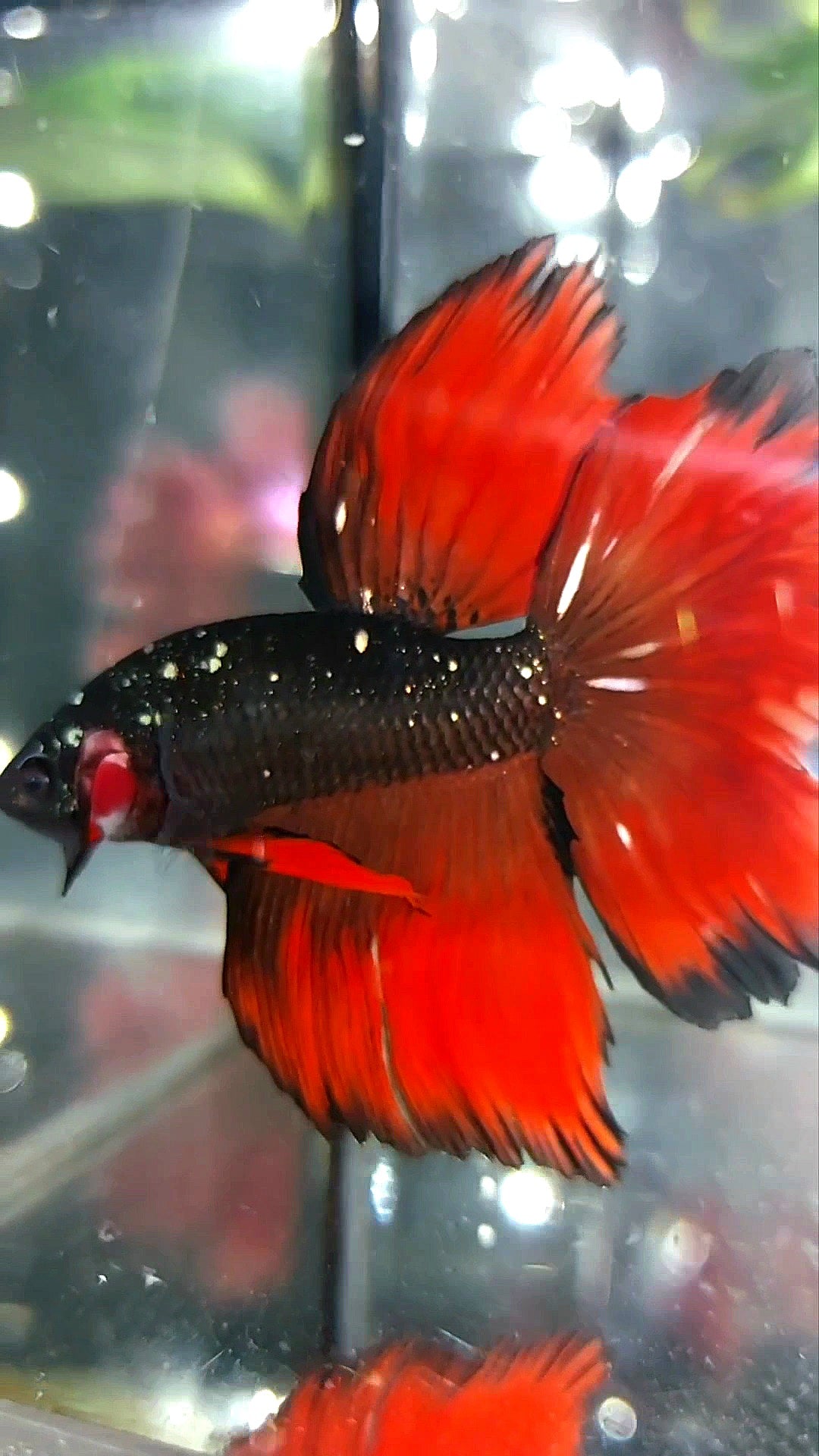 HALFMOON ROSETAIL BLACK STAR GALAXY AVATAR COPPER GLITTER RED VAMPIRE PREMIUM BETTA FISH