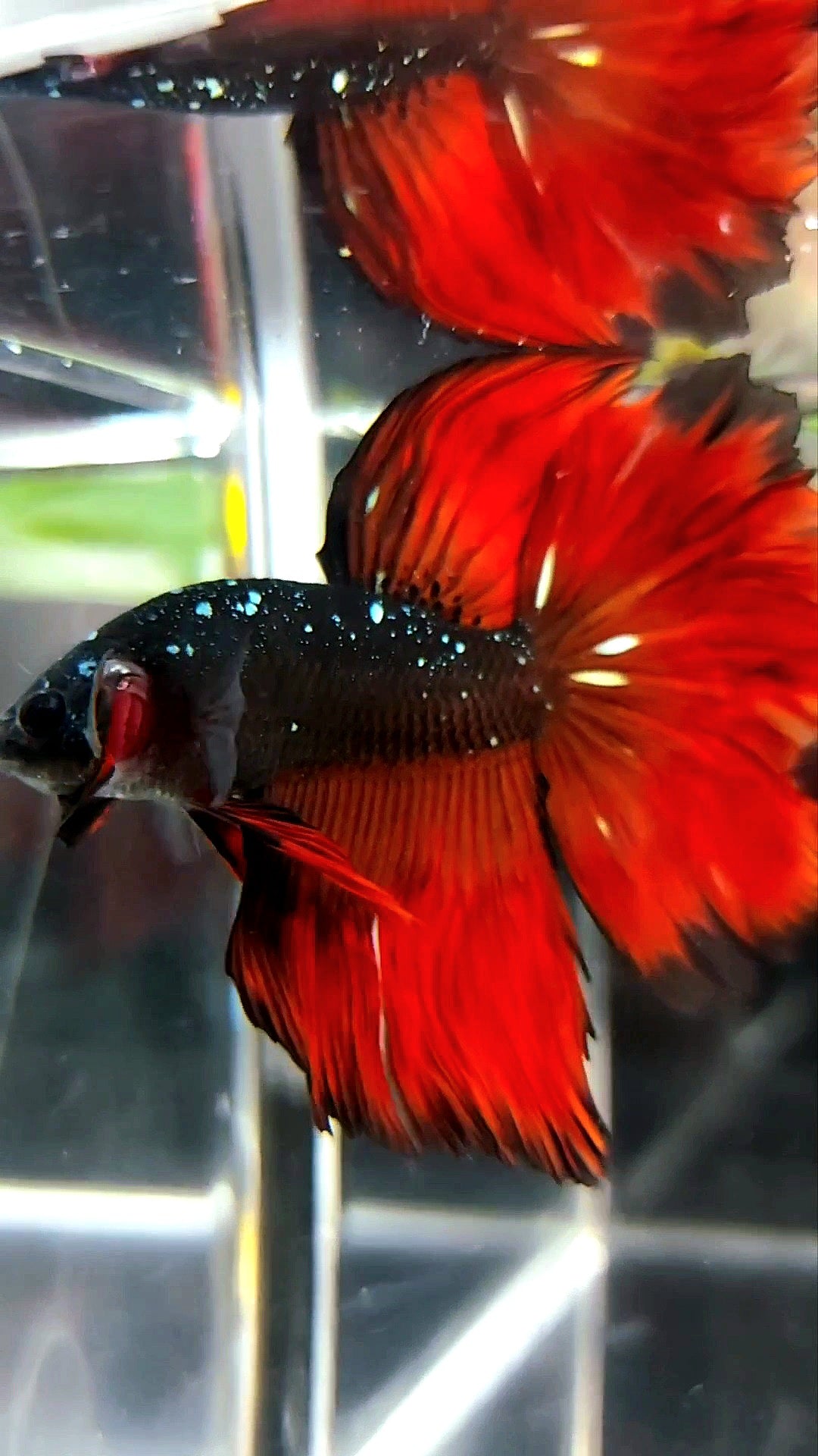 HALFMOON ROSETAIL BLACK STAR GALAXY AVATAR COPPER GLITTER RED VAMPIRE PREMIUM BETTA FISH