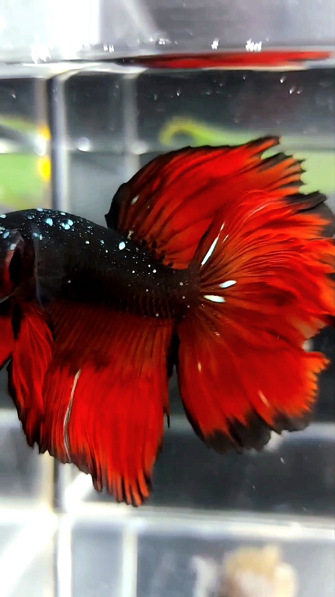 HALFMOON ROSETAIL BLACK STAR GALAXY AVATAR COPPER GLITTER RED VAMPIRE PREMIUM BETTA FISH