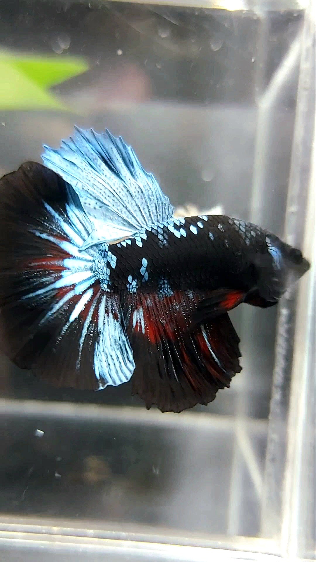 HALBMOND SCHWARZER GALAXY BLAUER AVATAR BETTA FISCH