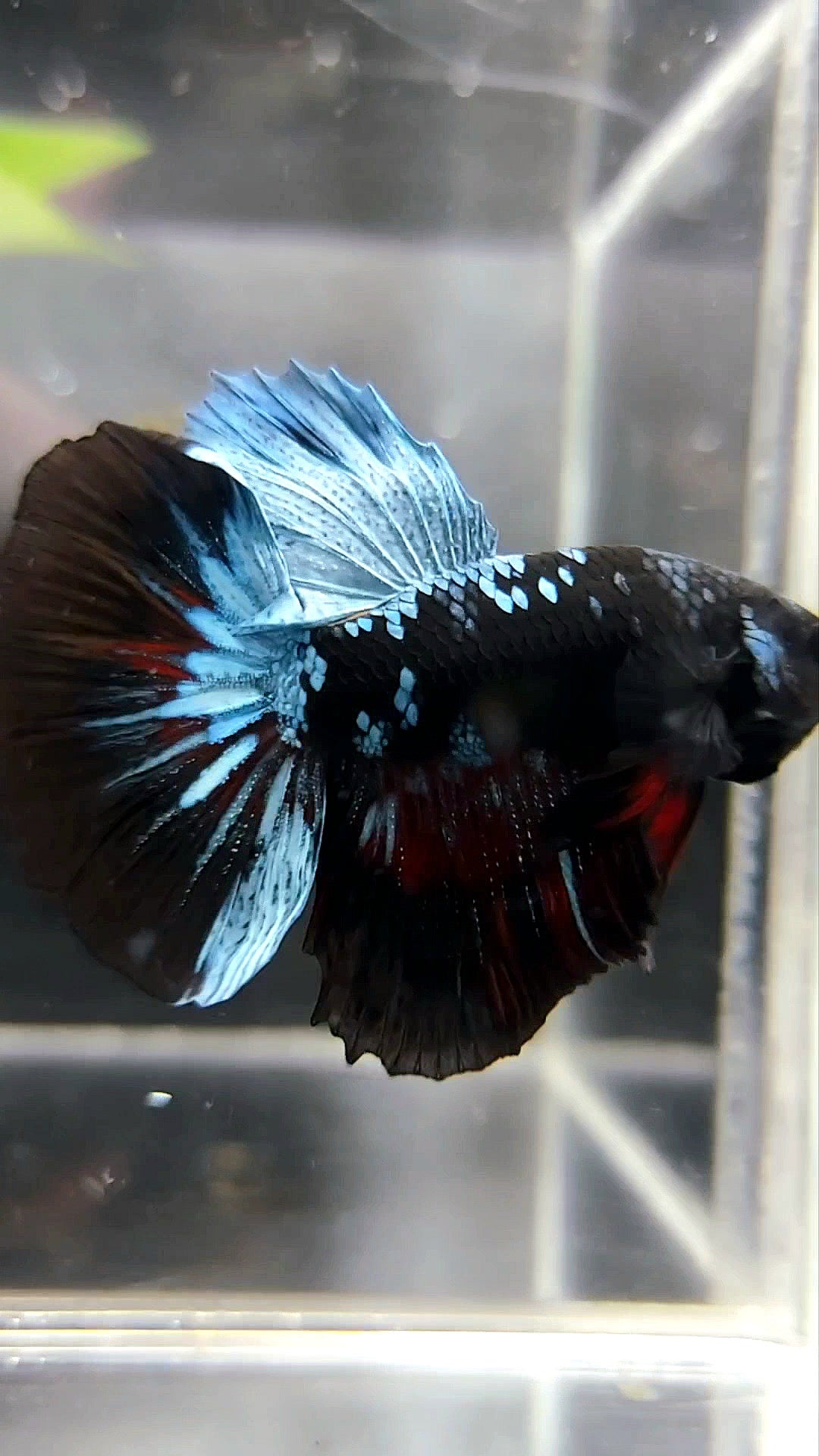 HALFMOON BLACK GALAXY BLUE AVATAR BETTA FISH