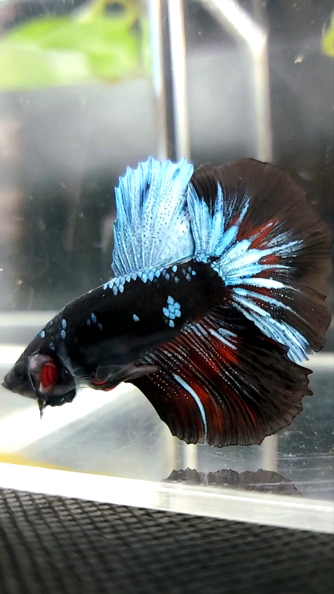 HALFMOON BLACK GALAXY BLUE AVATAR BETTA FISH