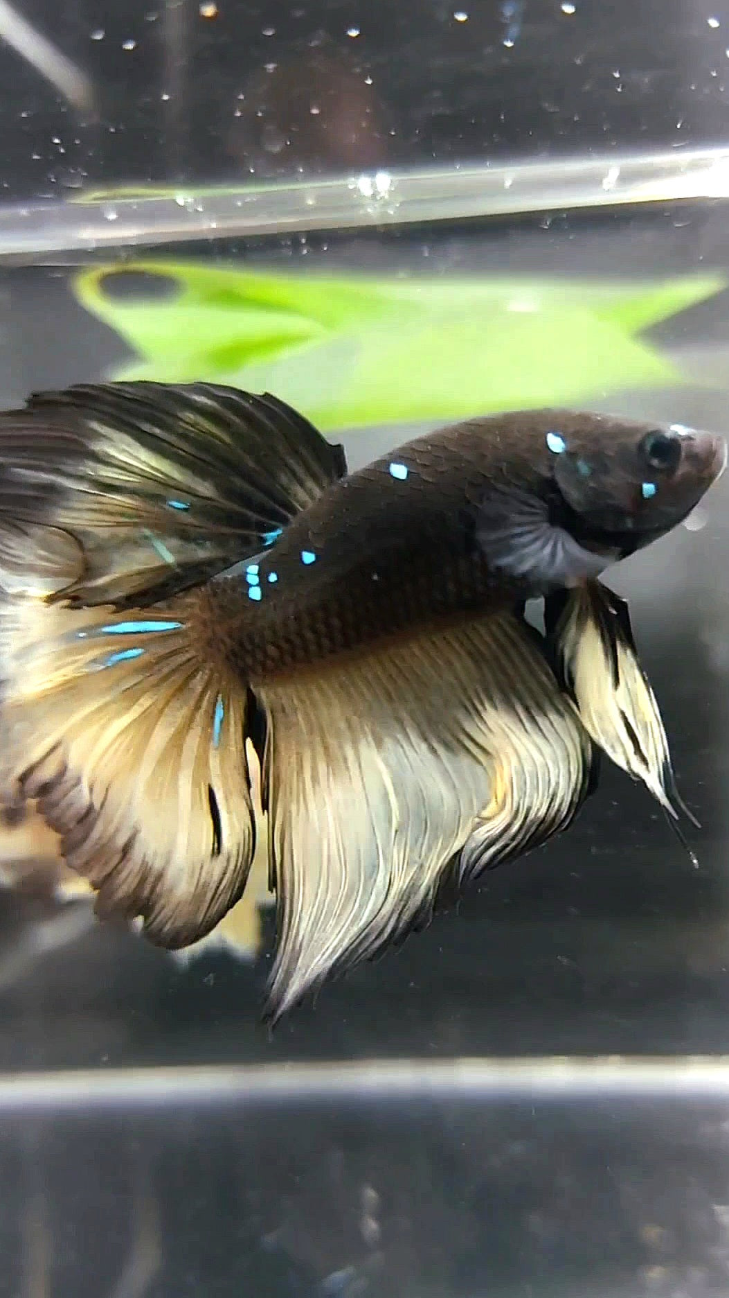 HALFMOON ROSETAIL SCHWARZ GALAXY BLAUER AVATAR GELBER BETTA FISCH