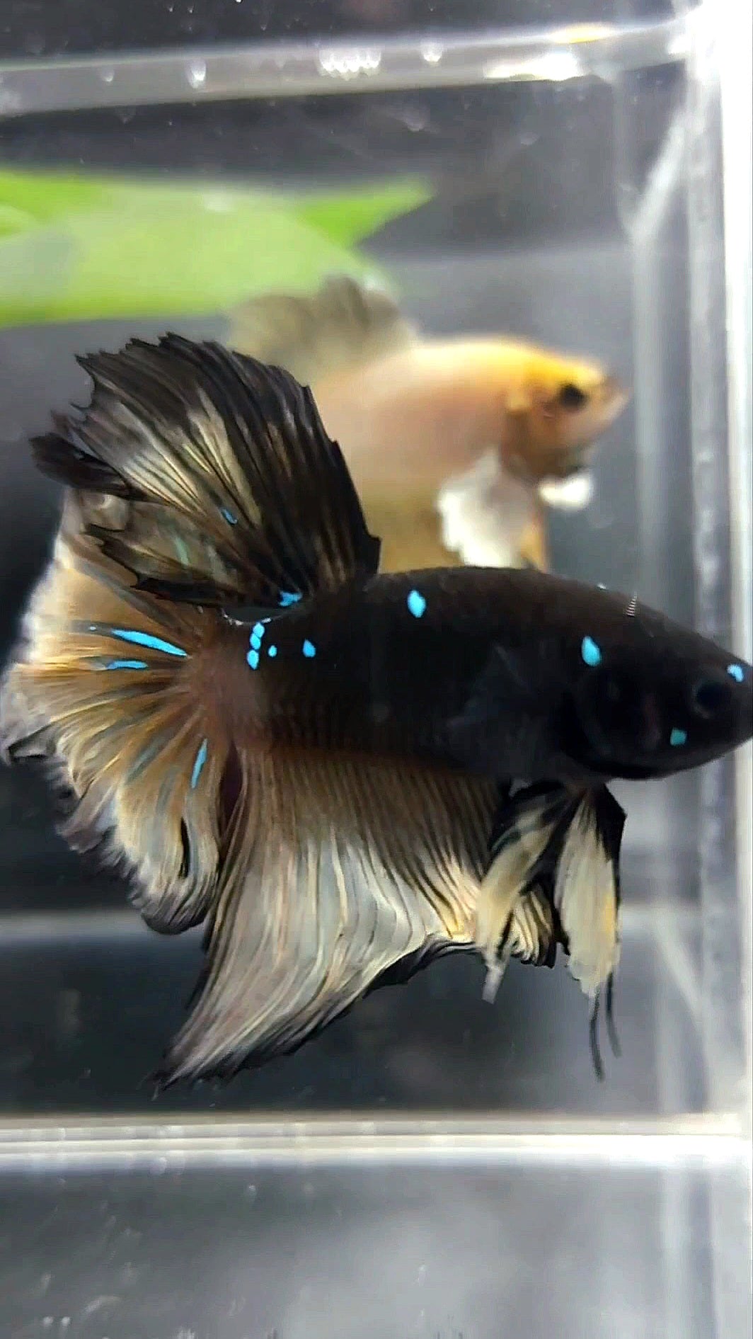 HALFMOON ROSETAIL BLACK GALAXY BLUE AVATAR YELLOW BETTA FISH