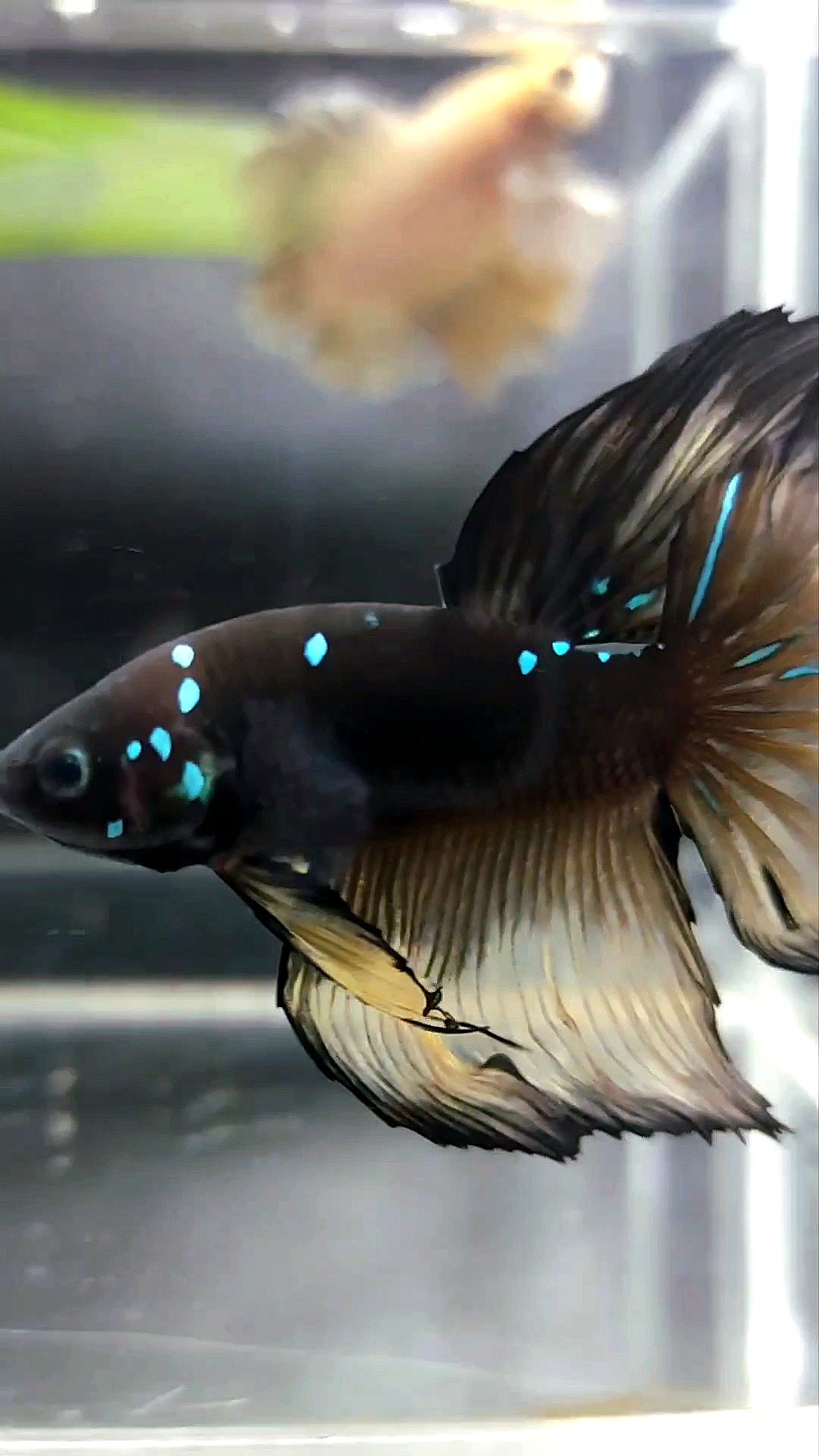 HALFMOON ROSETAIL BLACK GALAXY BLUE AVATAR YELLOW BETTA FISH