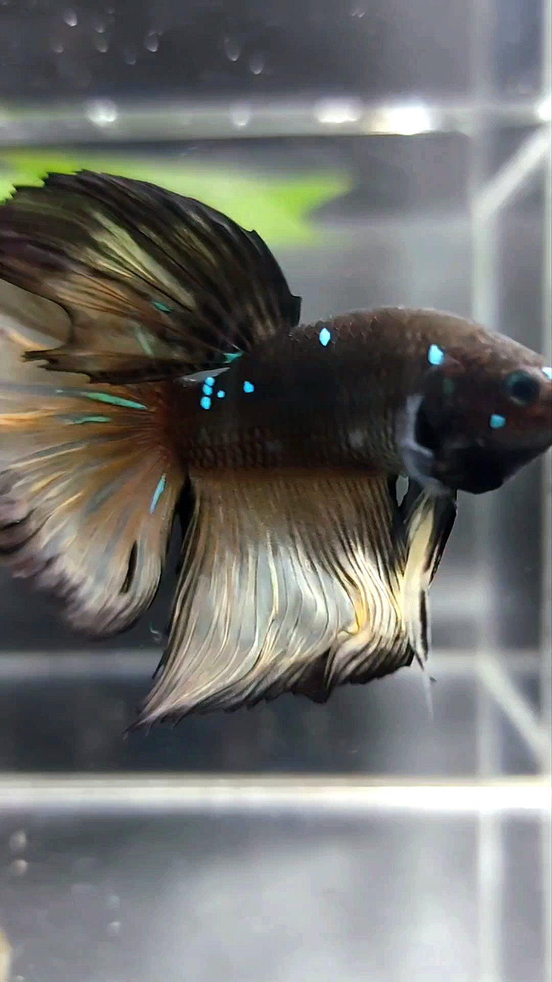 HALFMOON ROSETAIL BLACK GALAXY BLUE AVATAR YELLOW BETTA FISH