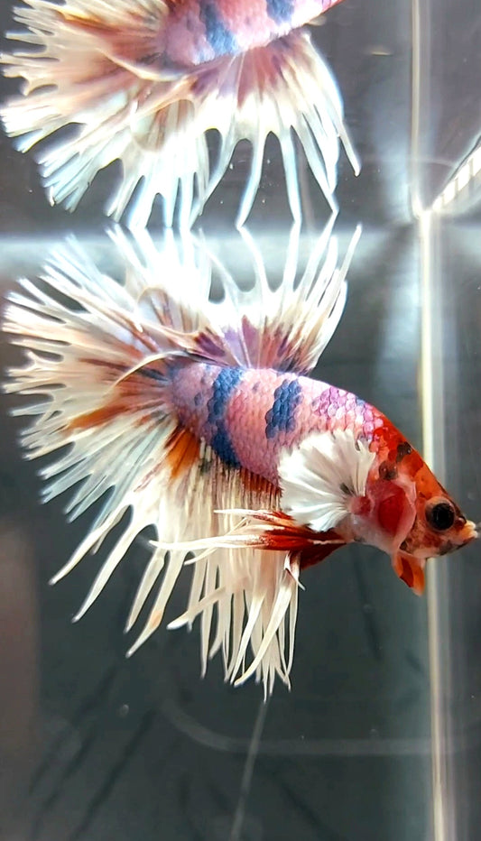 CROWNTAIL DUMBO EAR WHITE CANDY MULTICOLOR PREMIUM BETTA FISH