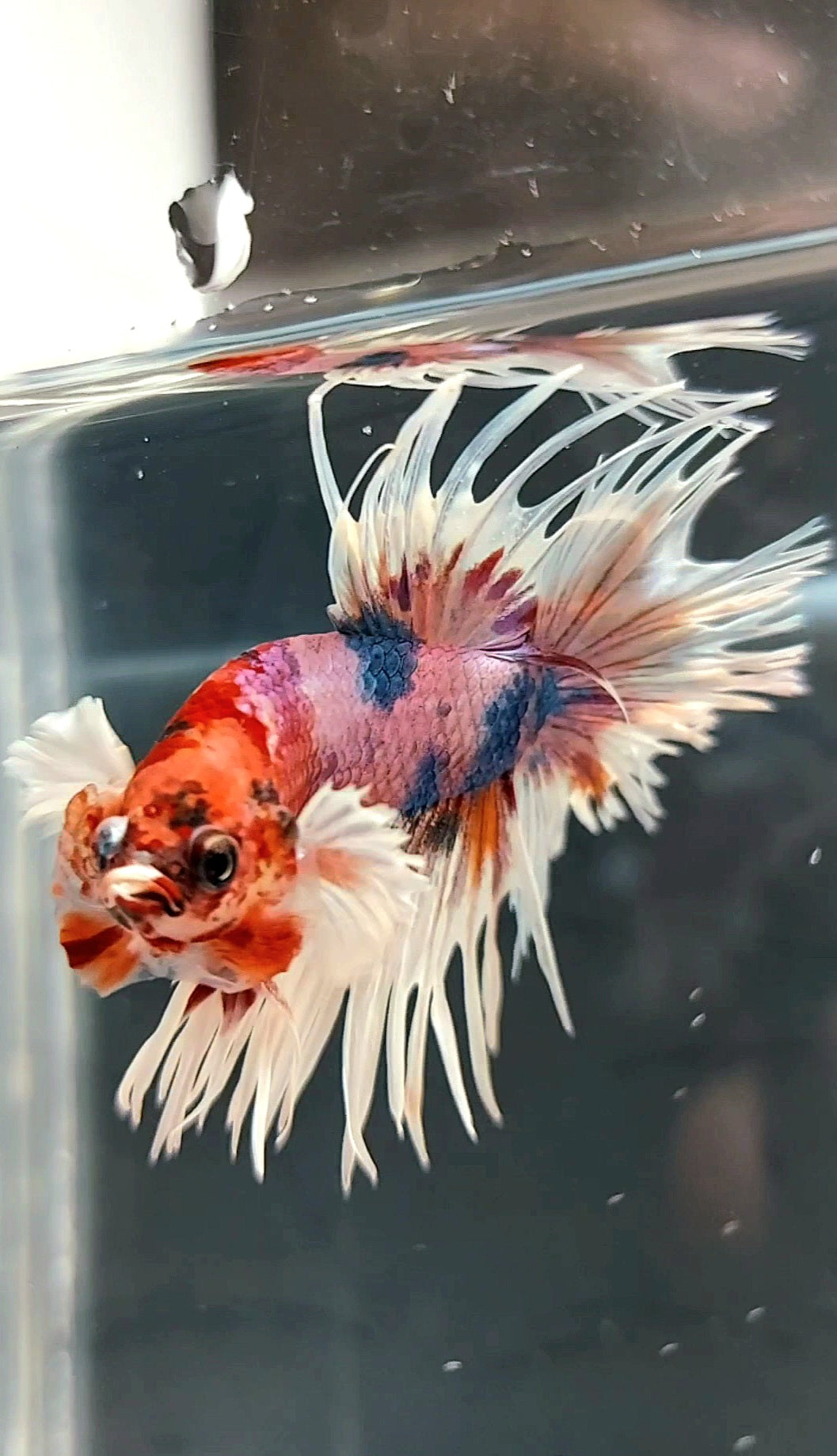 CROWNTAIL DUMBO EAR WHITE CANDY MULTICOLOR PREMIUM BETTA FISH