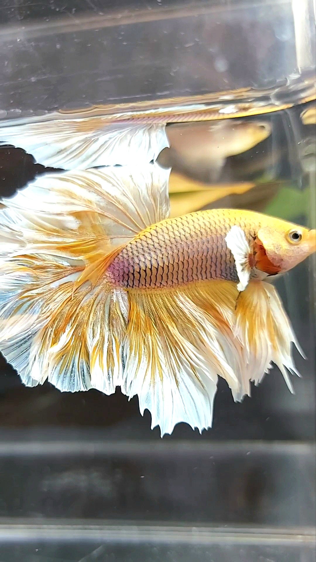 HALFMOON FEATHER TAIL BIG EAR YELLOW PINEAPPLE BETTA FISH