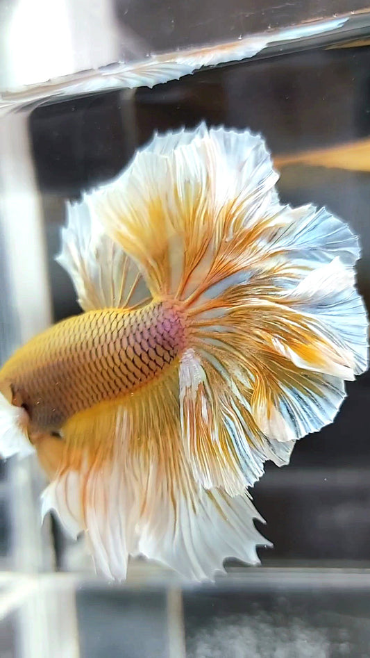 HALFMOON FEATHER TAIL BIG EAR YELLOW PINEAPPLE BETTA FISH