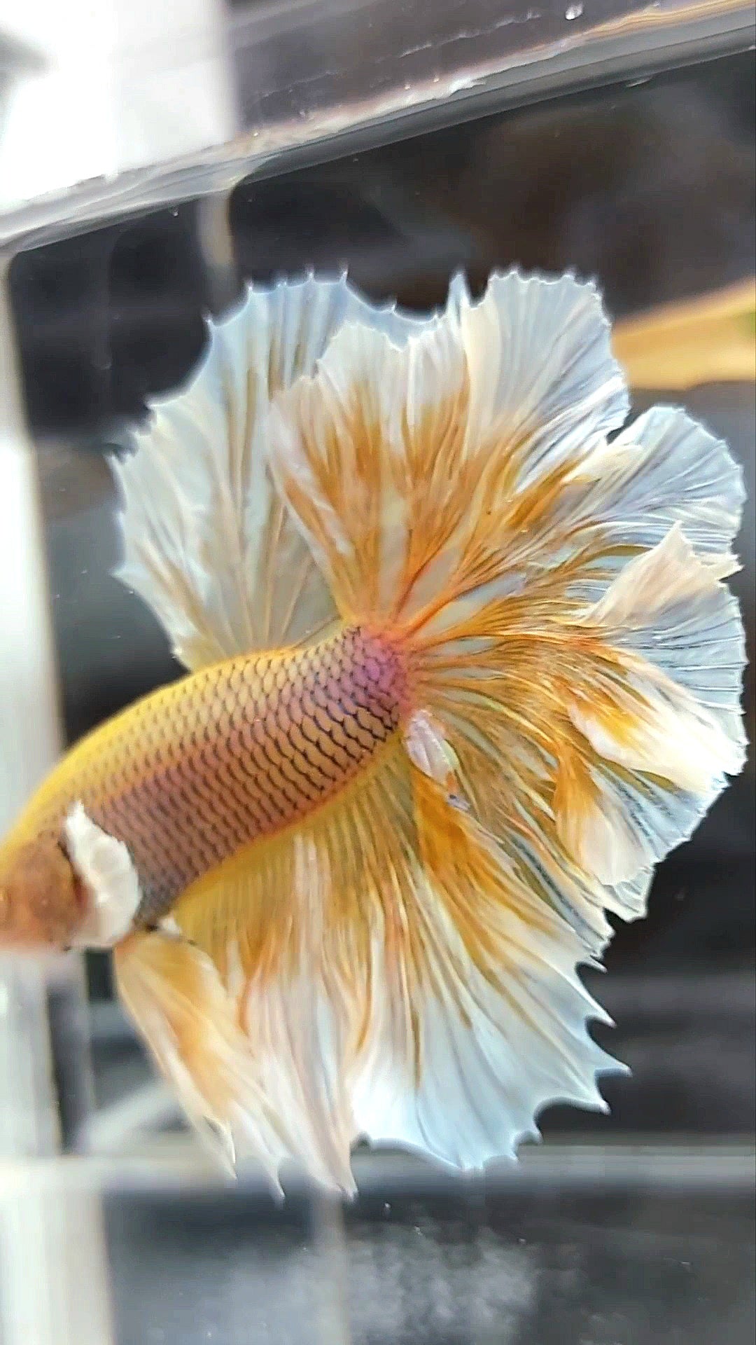 HALFMOON FEATHER TAIL BIG EAR YELLOW PINEAPPLE BETTA FISH