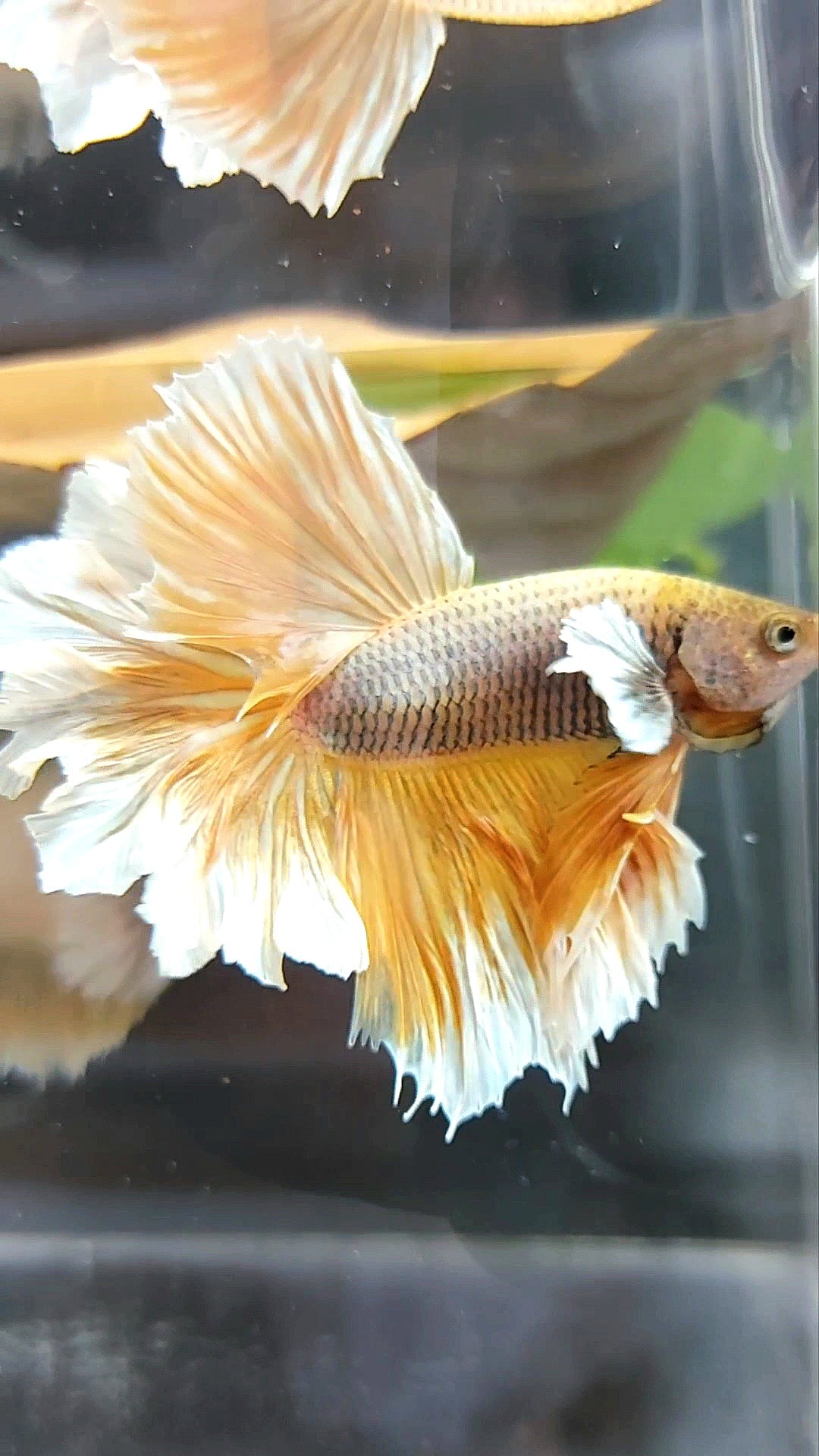 HALFMOON FEATHER TAIL BIG EAR YELLOW PINEAPPLE BETTA FISH