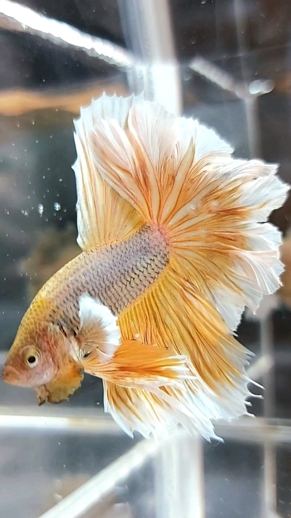 HALFMOON FEATHER TAIL BIG EAR YELLOW PINEAPPLE BETTA FISH