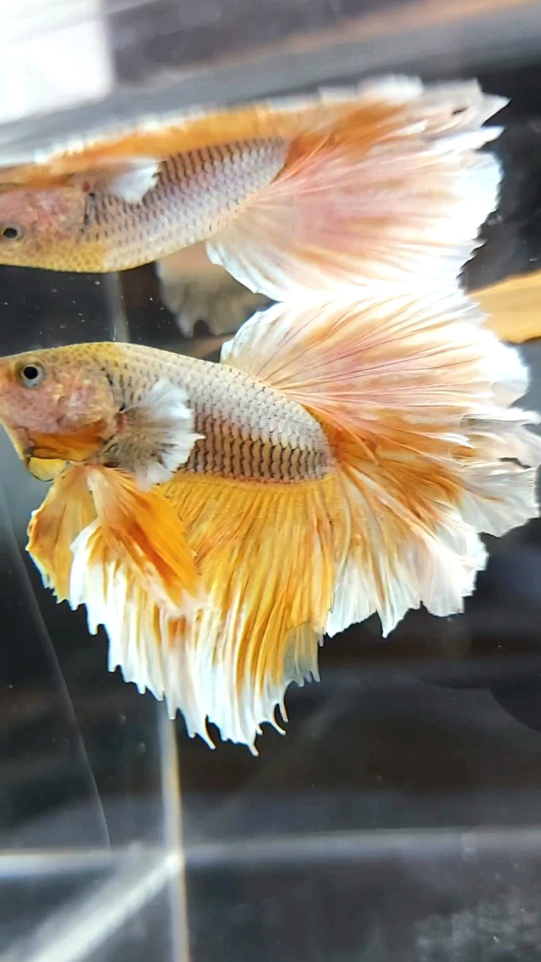 HALFMOON FEATHER TAIL BIG EAR YELLOW PINEAPPLE BETTA FISH