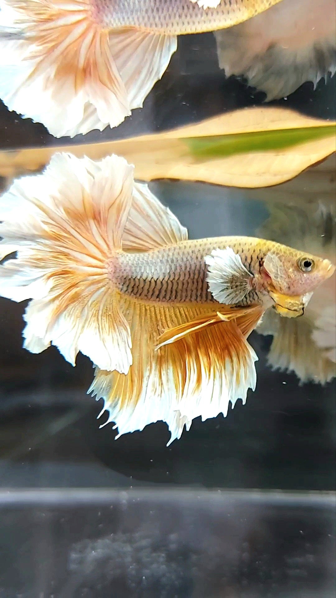 HALFMOON FEATHER TAIL BIG EAR YELLOW PINEAPPLE BETTA FISH