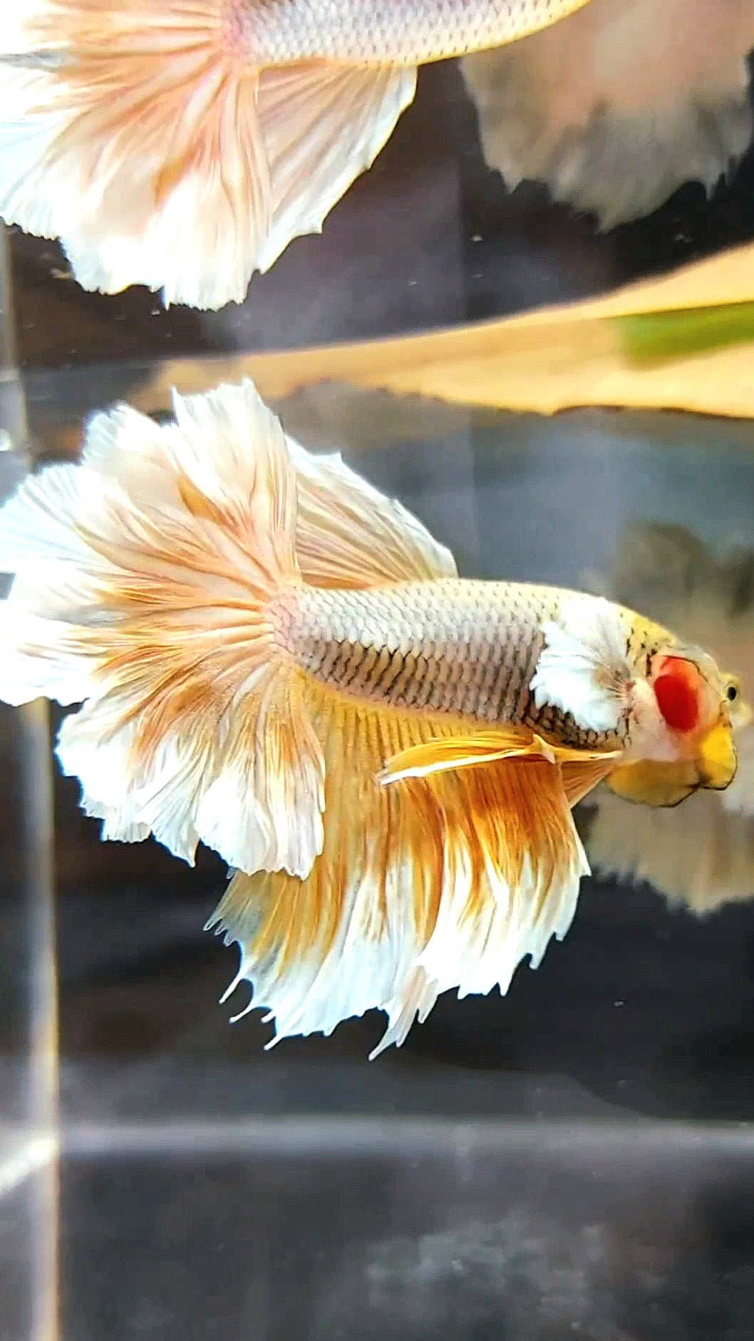 HALFMOON FEATHER TAIL BIG EAR YELLOW PINEAPPLE BETTA FISH