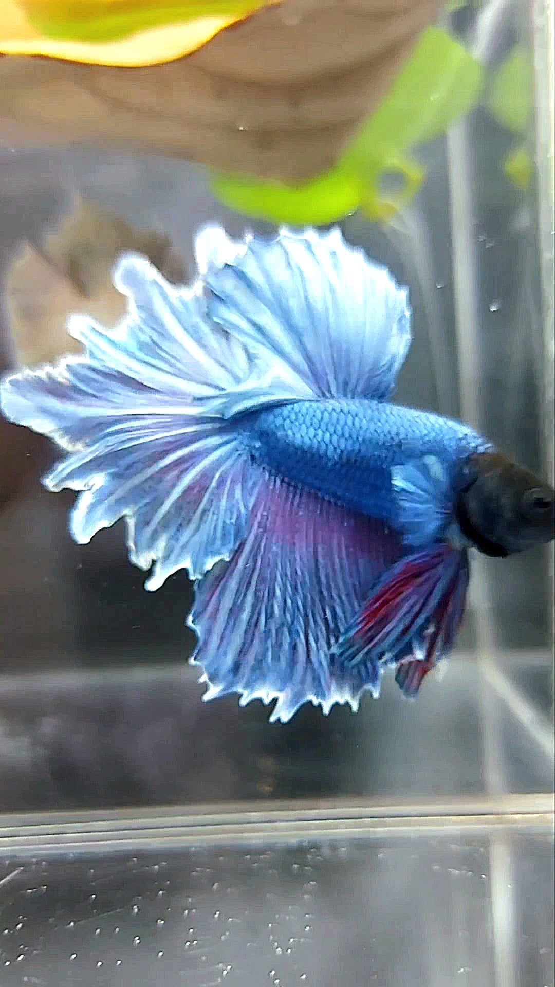 HALFMOON FEATHER TAIL BLUE BETTA FISH