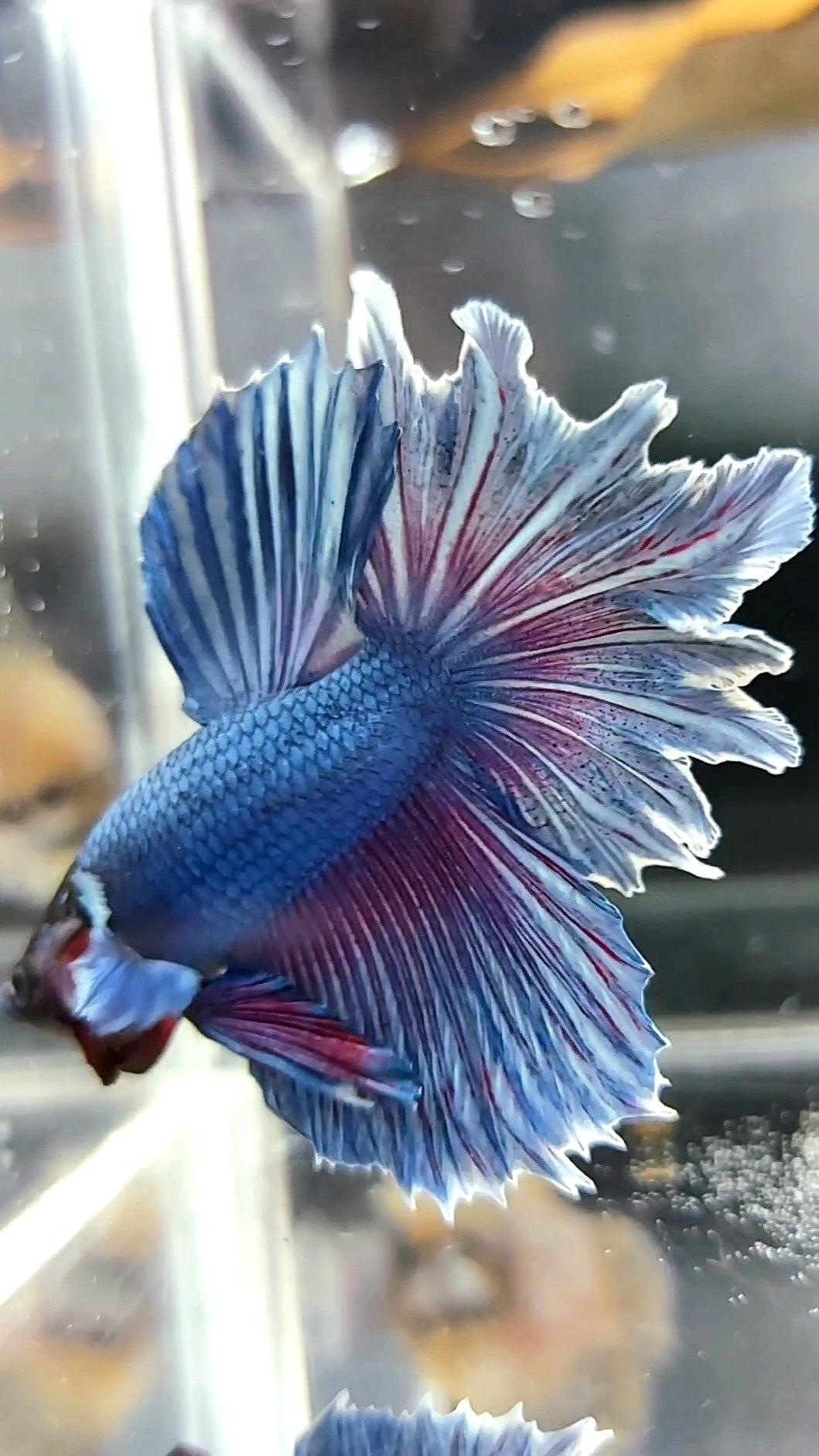 HALFMOON FEATHER TAIL BLUE BETTA FISH